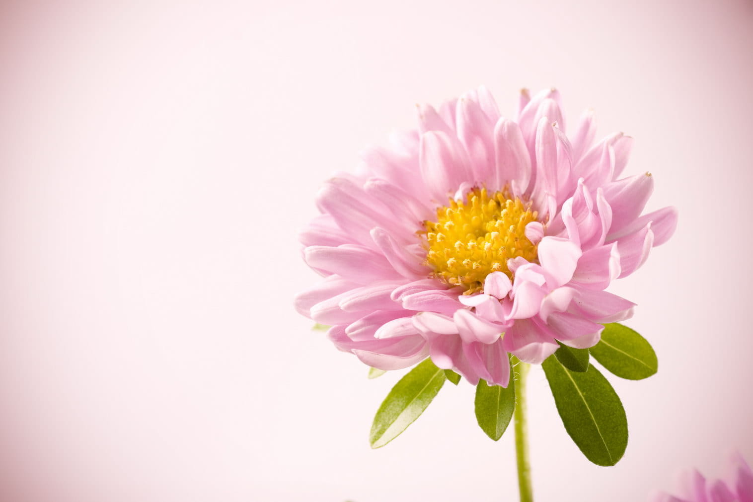beauty in nature, inflorescence, nature, flower arrangement, no people, close-up, cut out, softness, nobody, purple, closeup, flower, pink color, fragility, HD Wallpaper