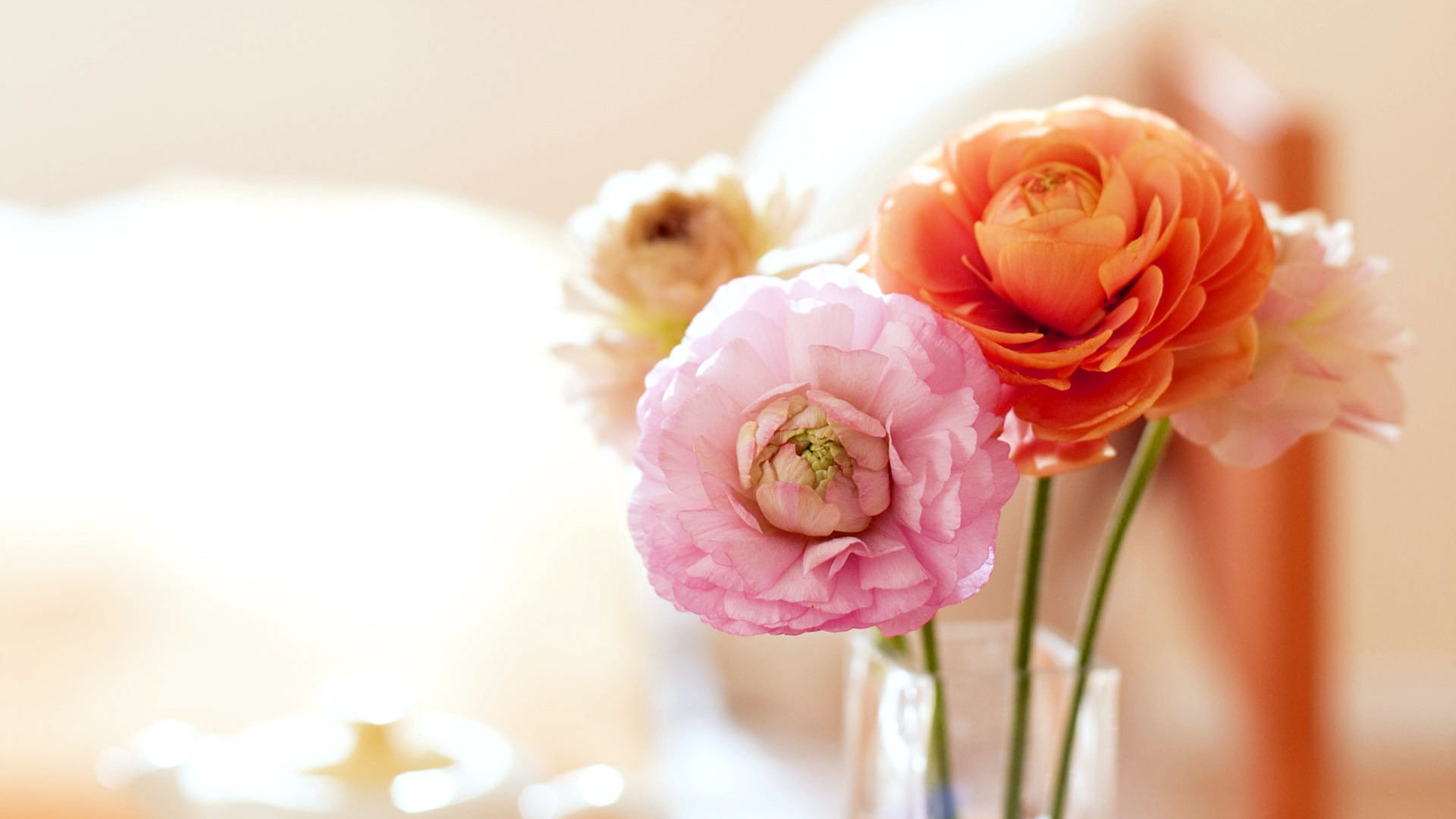plants, flower, fragility, petal, vulnerability, pale pink, rose, pink color, close-up, softness, flowers, peony, flowering plant, bouquet, flower head, HD Wallpaper