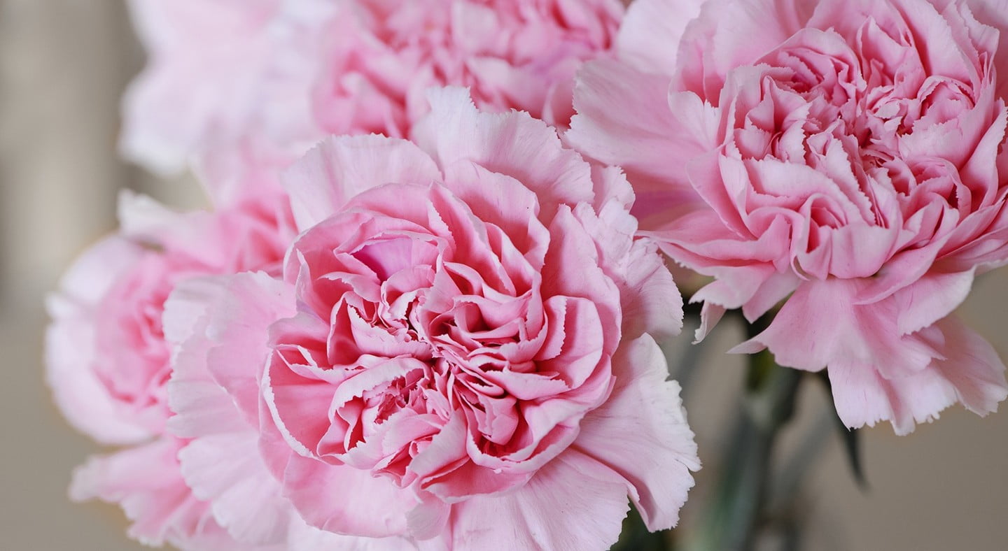 nature, growth, softness, beauty in nature, day, selective focus, peony, fragility, vulnerability, flower arrangement, pink color, plant, springtime, petal, HD Wallpaper