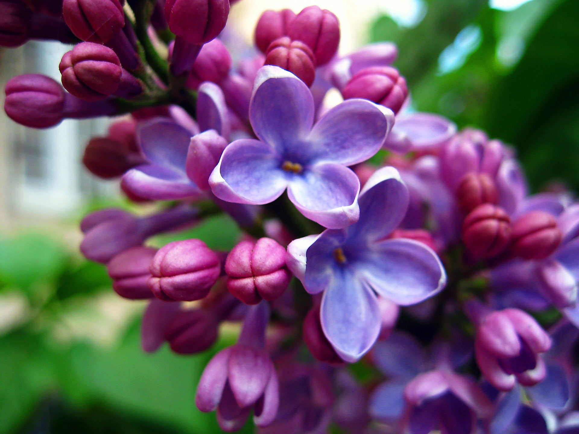 Flowers, 1080P, Lilacs, Purple, HD Wallpaper