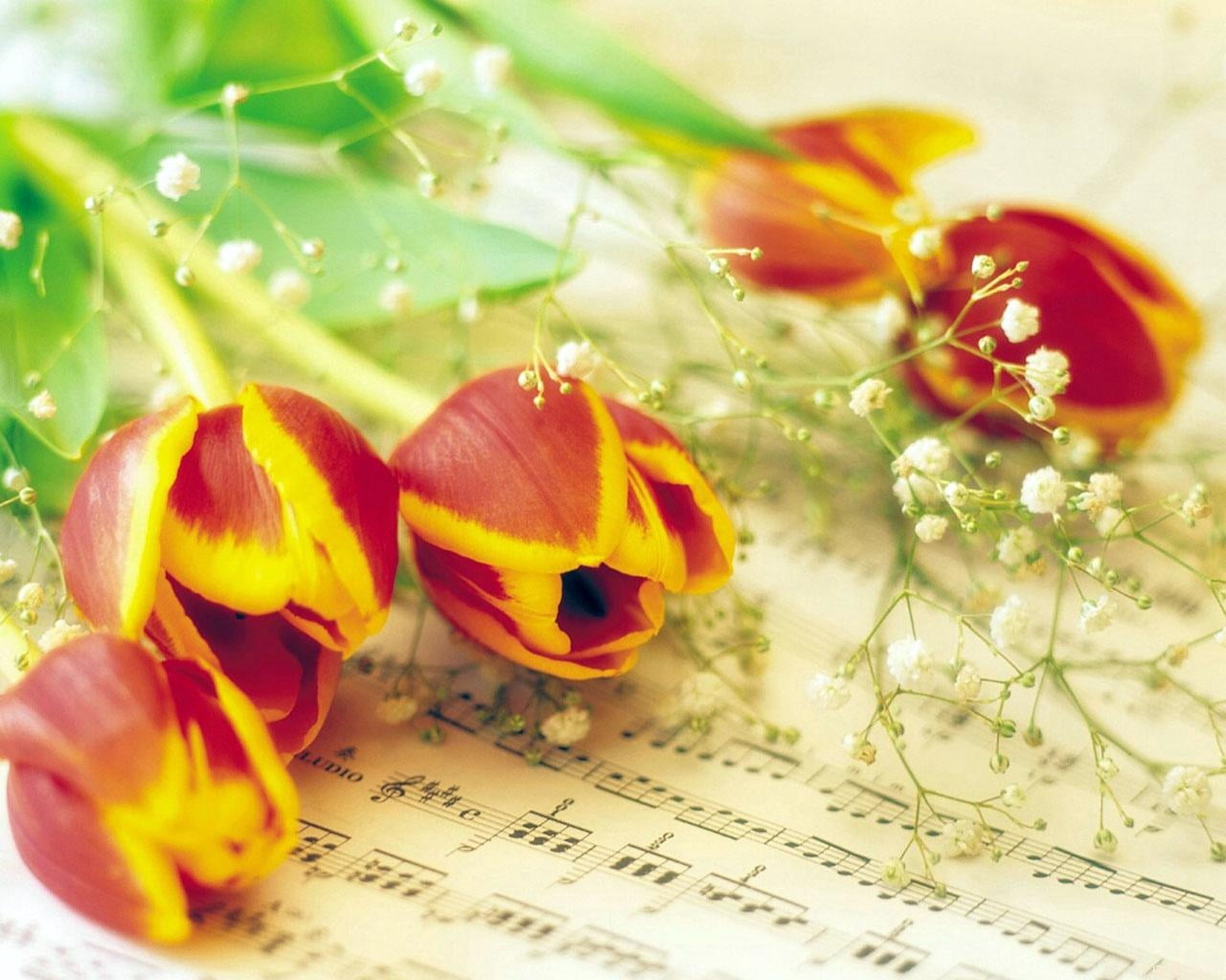 beauty in nature, food, publication, yellow, paper, no People, petal, close-up, springtime, freshness, backgrounds, red, indoors, tulips, selective, text, HD Wallpaper