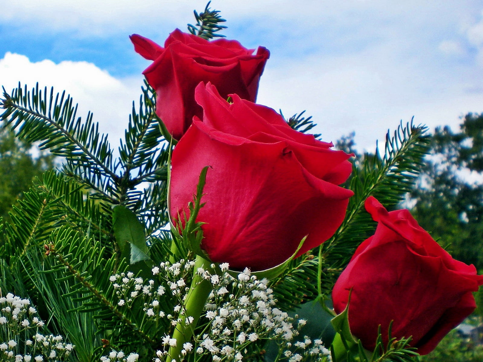 ornate, green Color, outdoors, winter, three, nature, needles, fir Tree, sky, holiday, plant, decoration, roses, snow, beauty in nature, red, no People, HD Wallpaper
