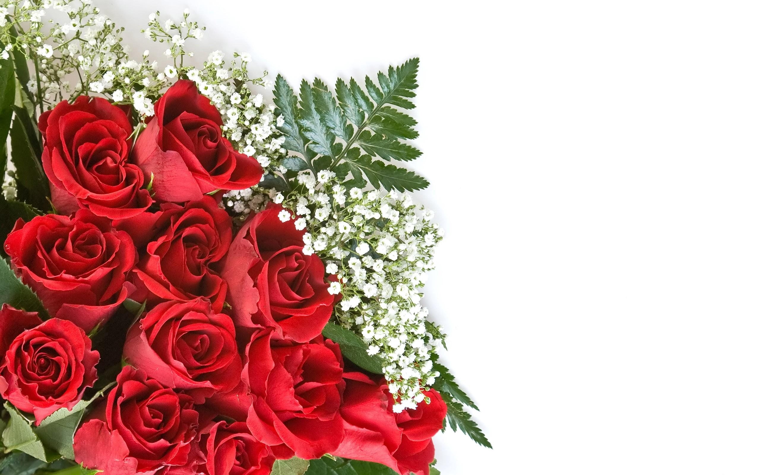 white background, roses, flower, flowers, 2K, gypsophila, HD Wallpaper
