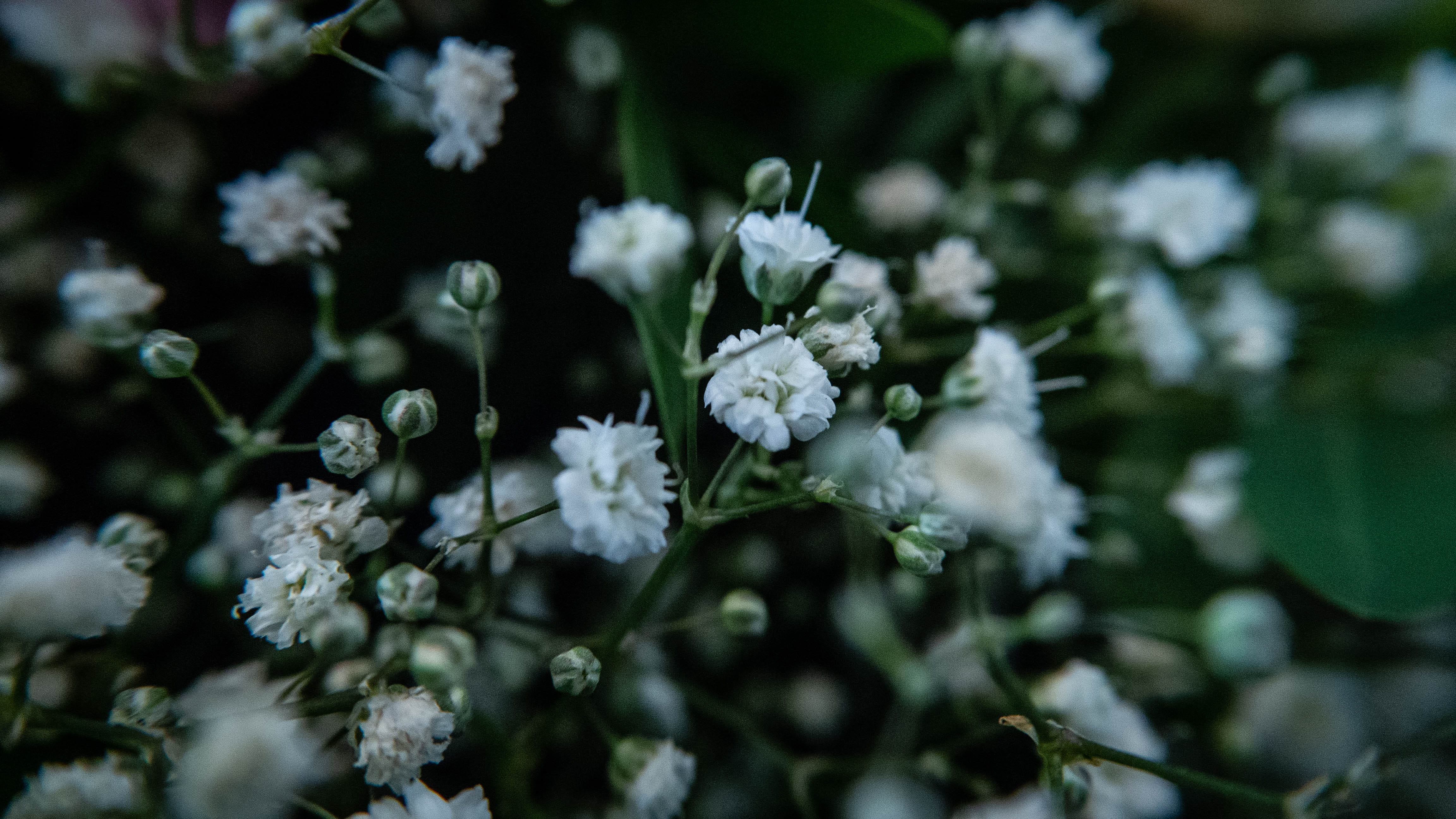 bouquet, blossom, day, leaf, dreams, plant, close up, inflorescence, dreamy, plant part, springtime, vulnerability, flowers, flower, fragility, beauty in nature, HD Wallpaper