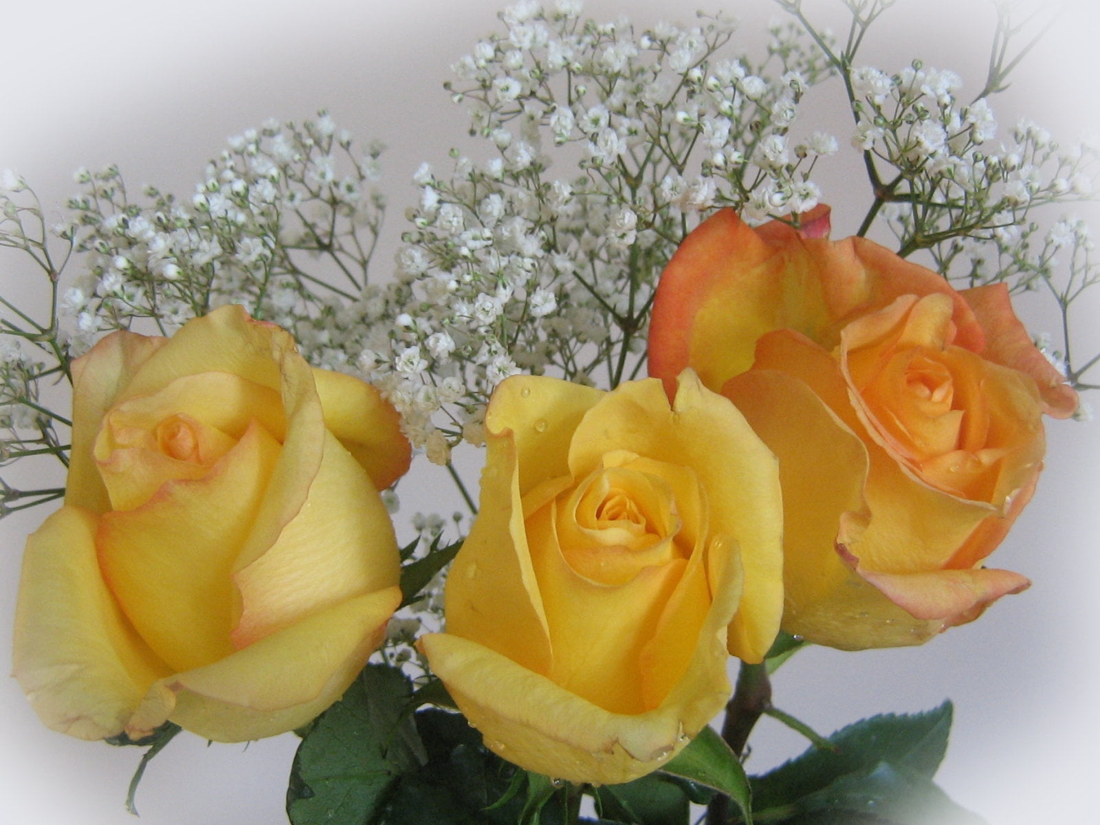 love, romance, fragility, plant, close-up, no People, gypsophila, flowers, 720P, yellow, nature, roses, flowering plant, flower arrangement, petal, pink Color, HD Wallpaper