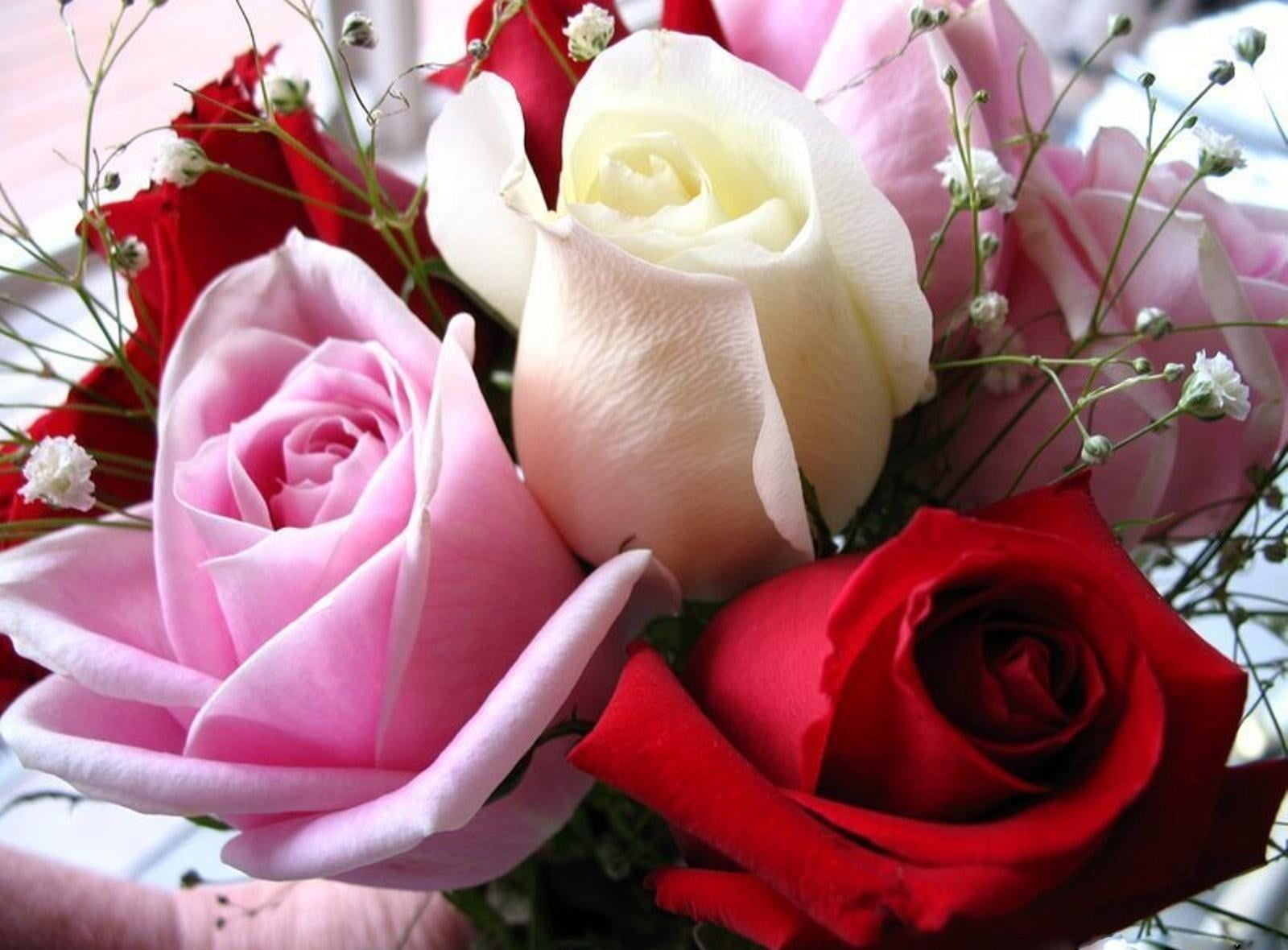 romance, close-up, flowering plant, single Flower, bouquet, pink Color, beautiful, rose - Flower, day, inflorescence, plant, white, love, gift, beauty, HD Wallpaper