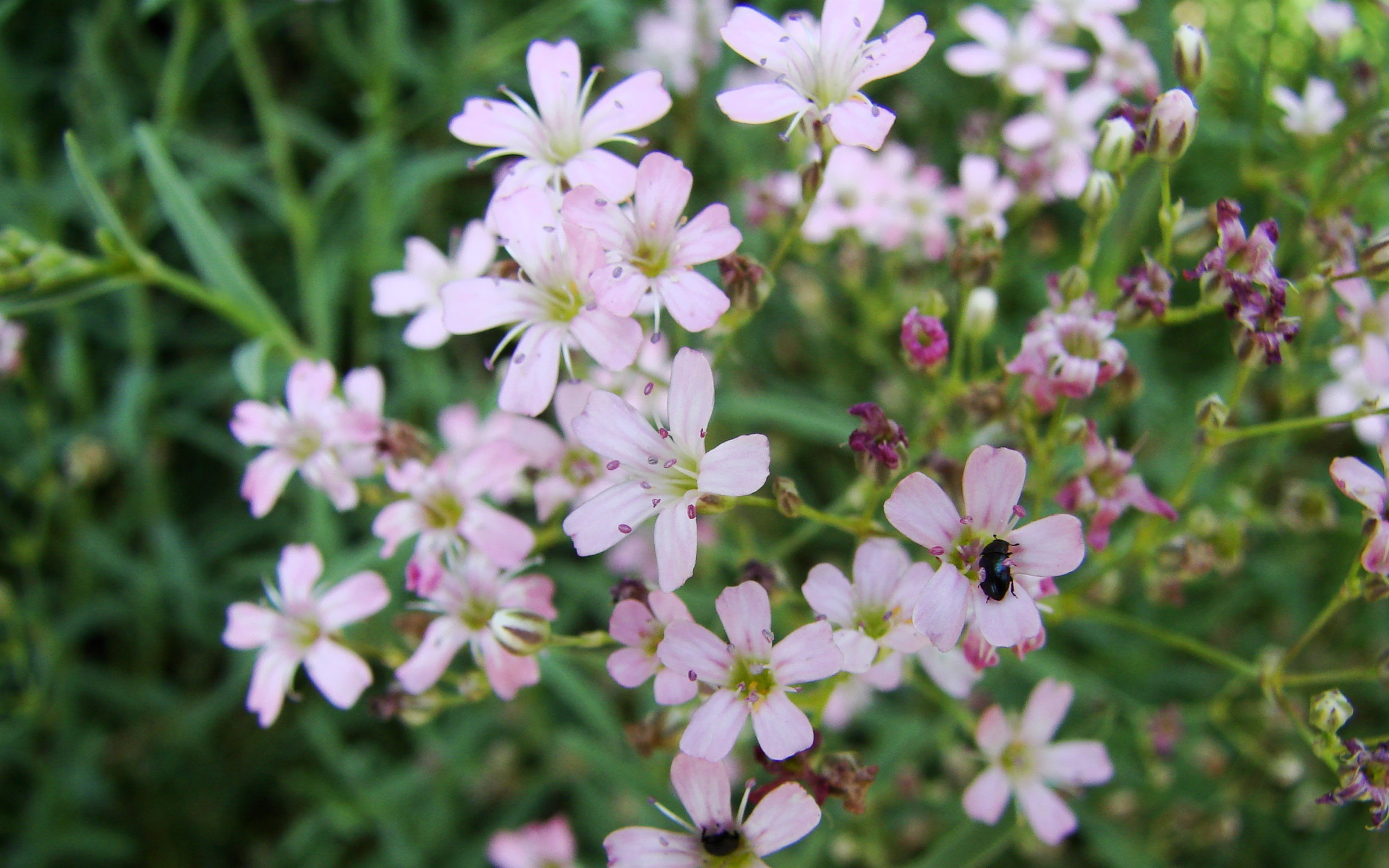 Flowers, white, petal, pink, flower, Gypsophila, 2K, close, Little, HD Wallpaper
