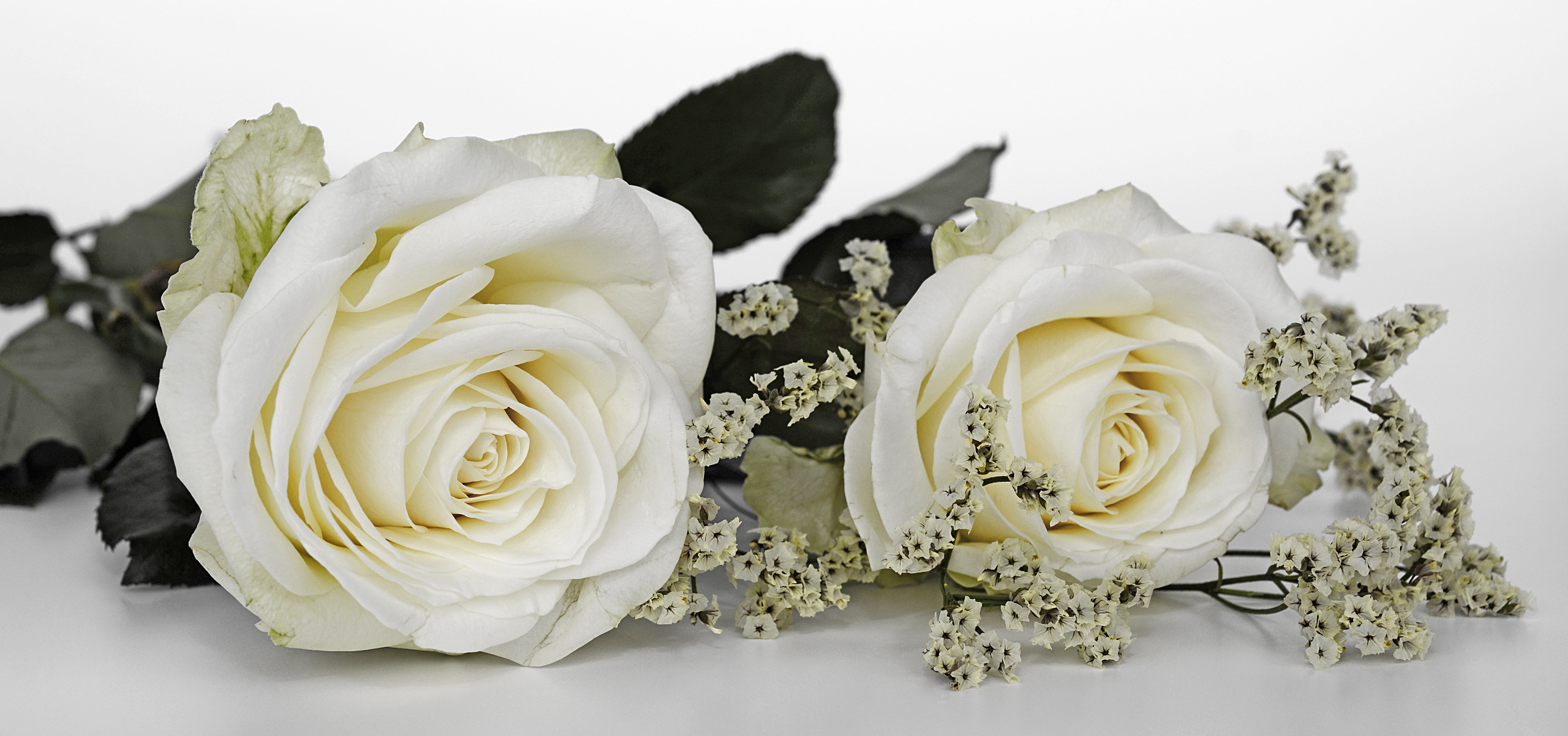 studio shot, promise, wedding ceremony, life events, bunch of flowers, marriage ceremony, no people, freshness, rose - flower, close-up, plant, rose, flowers, HD Wallpaper