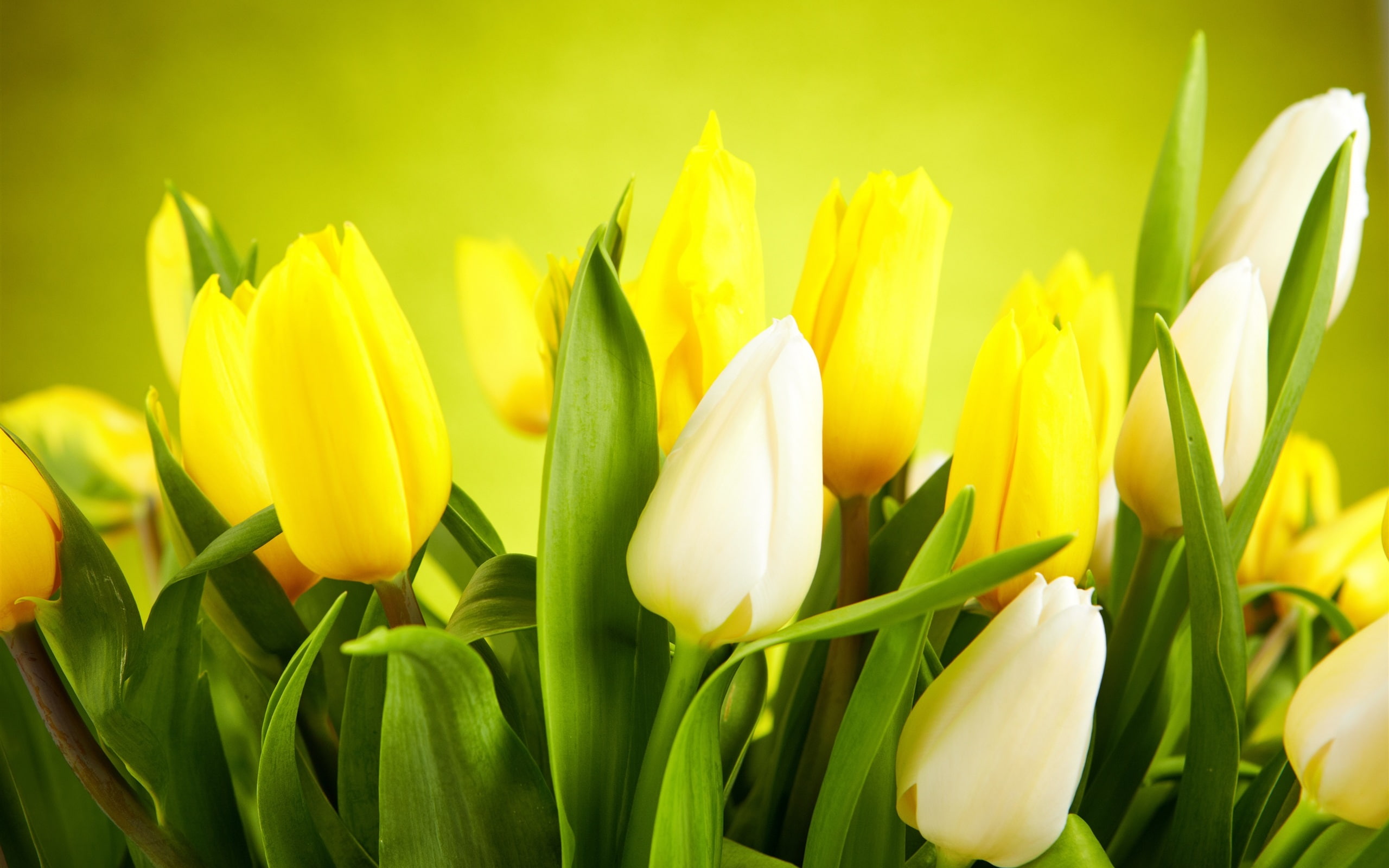 2K, White, Yellow, Tulips, Flowers, close, HD Wallpaper