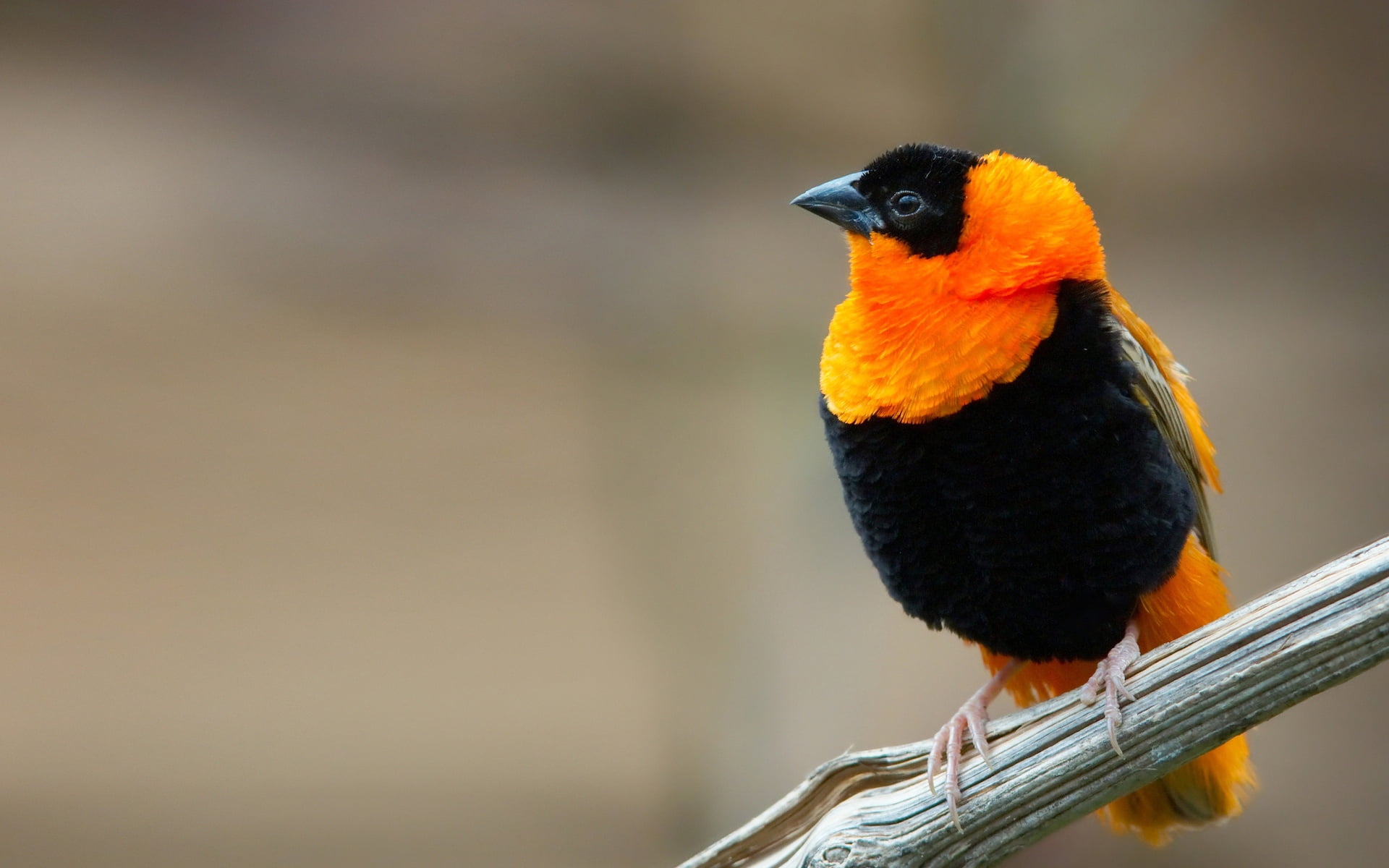 animals In The Wild, colors, wildlife, orange, tropical Climate, green Color, feather, 1080P, weaver, looking away, color Image, vibrant Color, parrot, HD Wallpaper