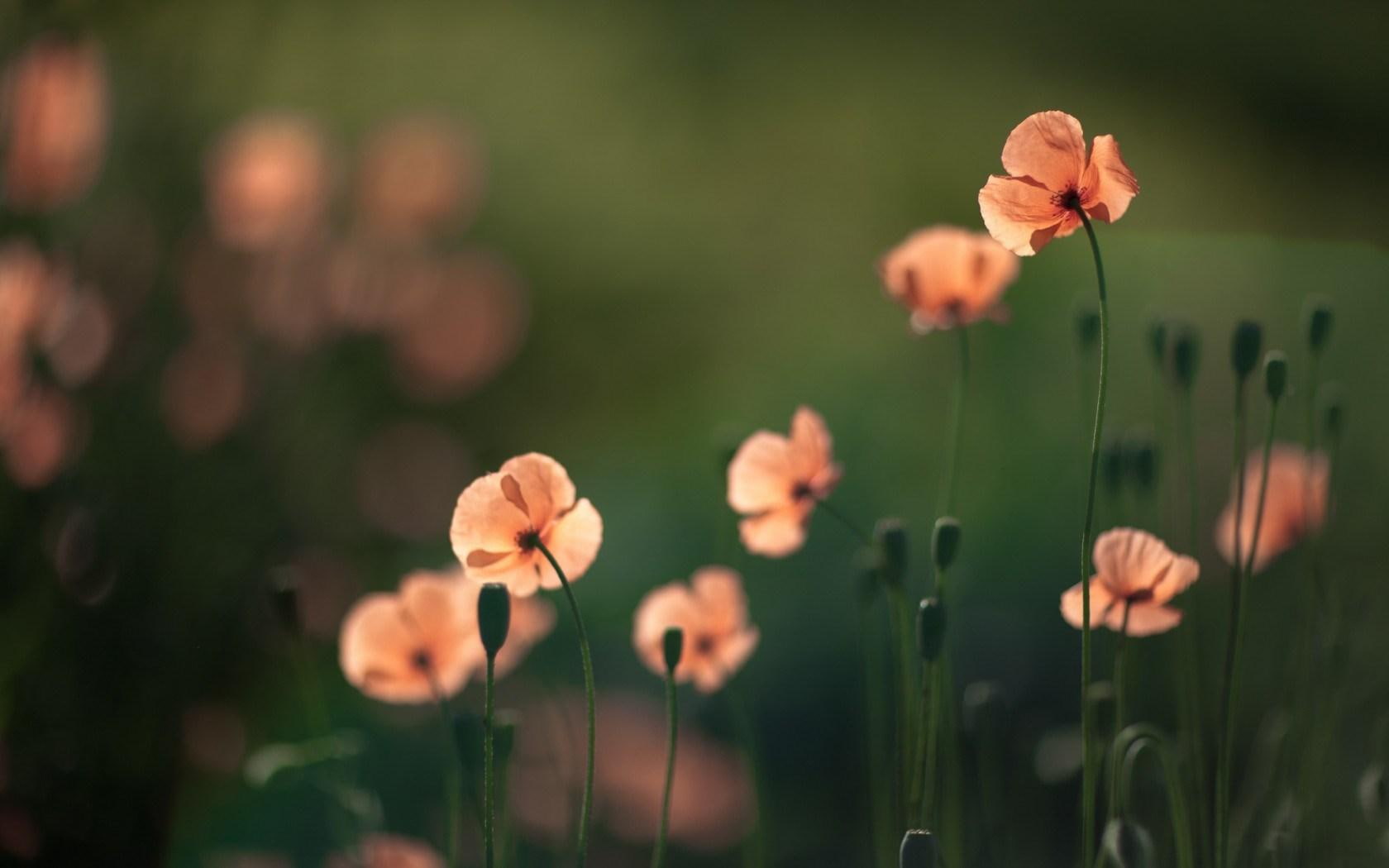 flowers, poppies, orange, nature, 720P, HD Wallpaper