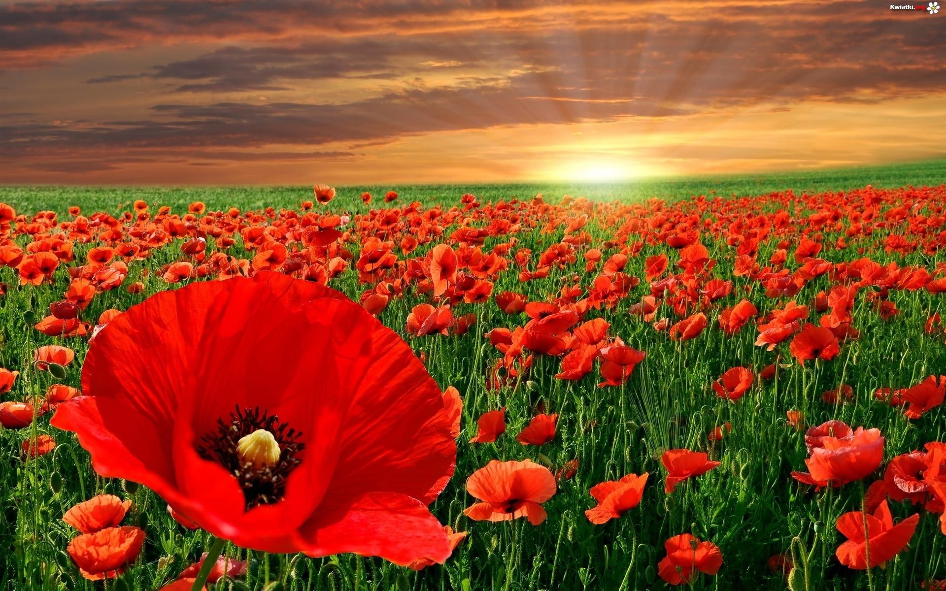 field, flowers, nature, 1080P, nature and landscapes, sunset, poppies, poppy, red, HD Wallpaper