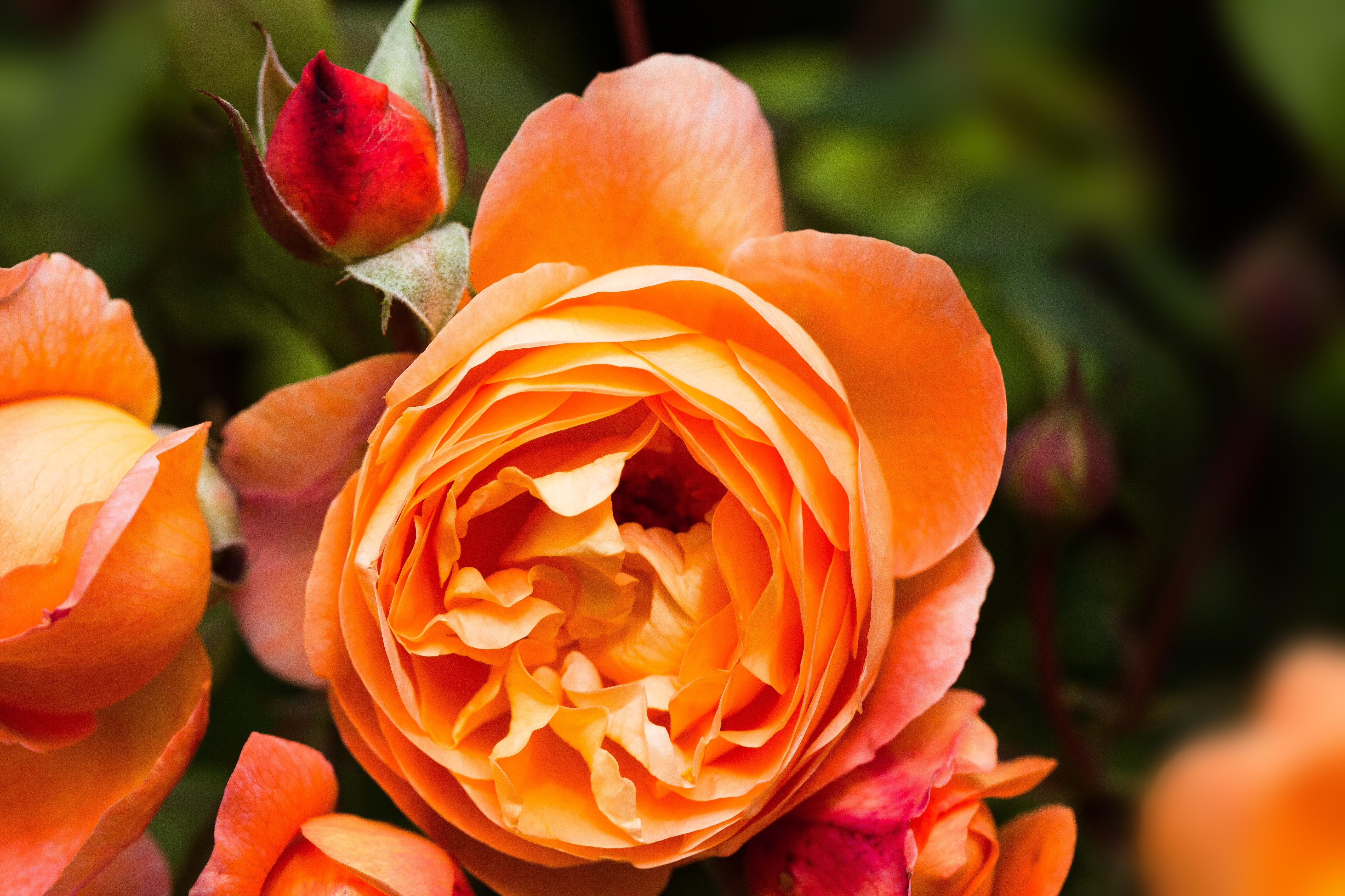 plant, orange color, 5K, rosaceae, focus on foreground, lady emma hamilton, fruit, flowers, flower, orange, spring, flower head, lush, rose - flower, no people, HD Wallpaper