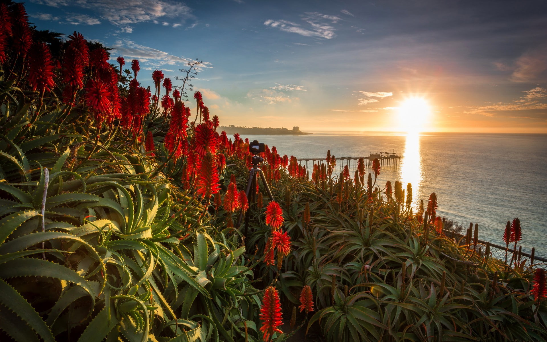 cloud - sky, 1080P, sea, La Jolla, plant, scenics - nature, nature, sun, flowering plant, sky, sunlight, sunset, USA, land, flower, bright, horizon, tranquil scene, HD Wallpaper