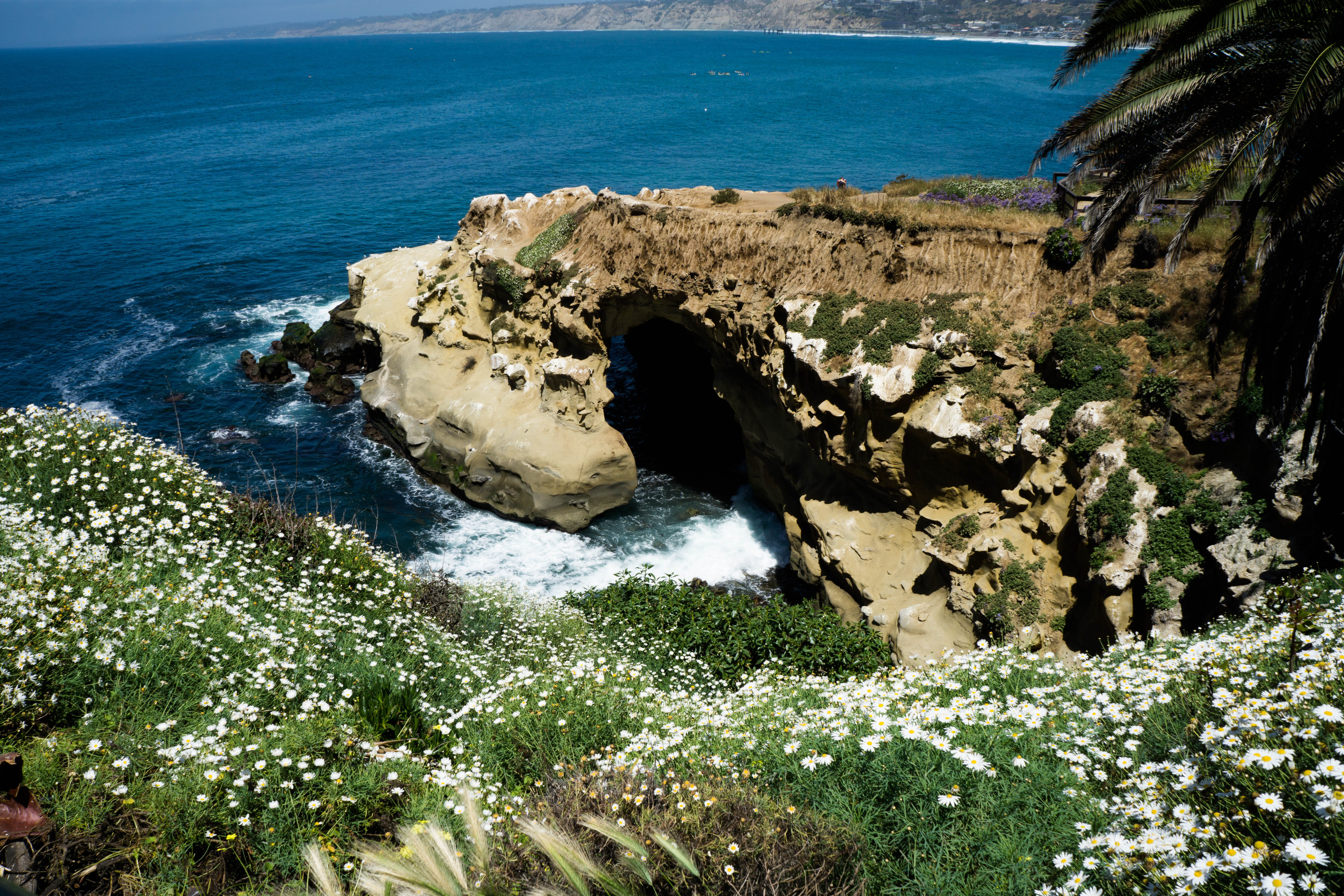 growth, california, sandiego, beauty in nature, travel, solid, 5K, outdoors, rock, beach, lajolla, day, high angle view, la jolla cove, united states, HD Wallpaper