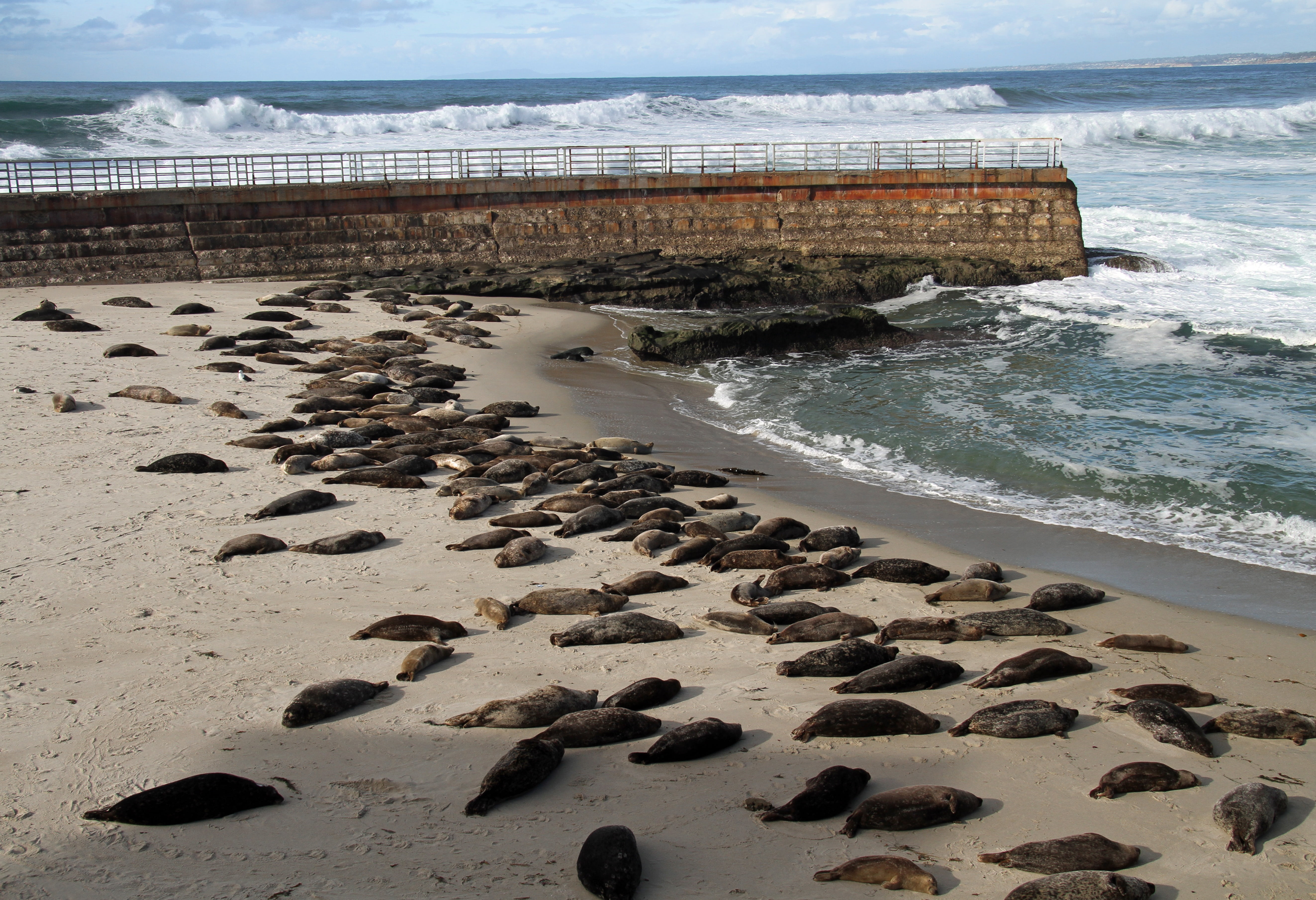 seashore, rock - object, sleep, rocky coastline, land, tranquility, sea, nature, shore, horizon over water, outdoors, resting, california, sea lions, san diego, HD Wallpaper