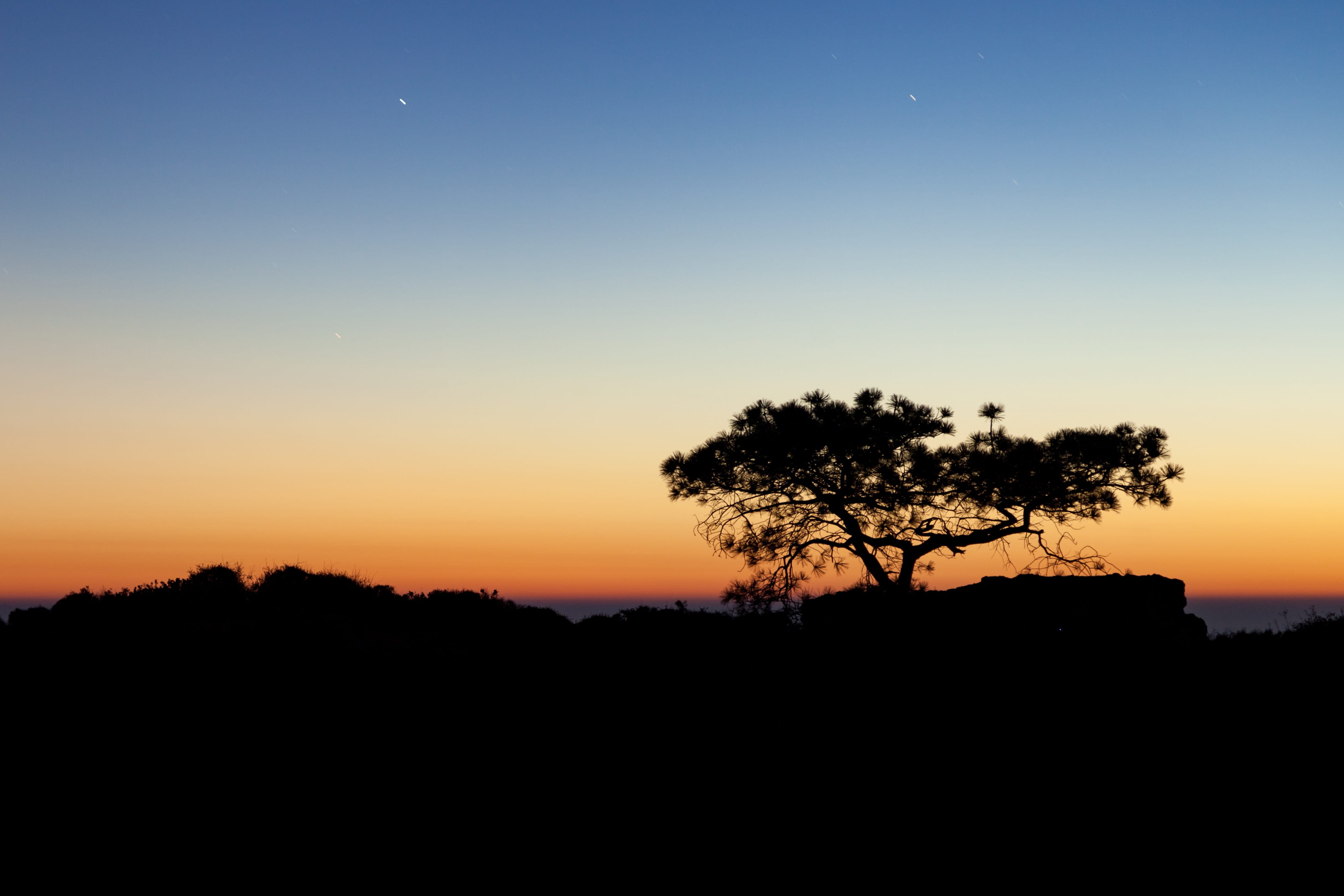 idyllic, sunset, ocean, plant, thanksgiving, tranquil scene, scenics - nature, non-urban scene, growth, copy space, beauty in nature, silhouette, united states, HD Wallpaper