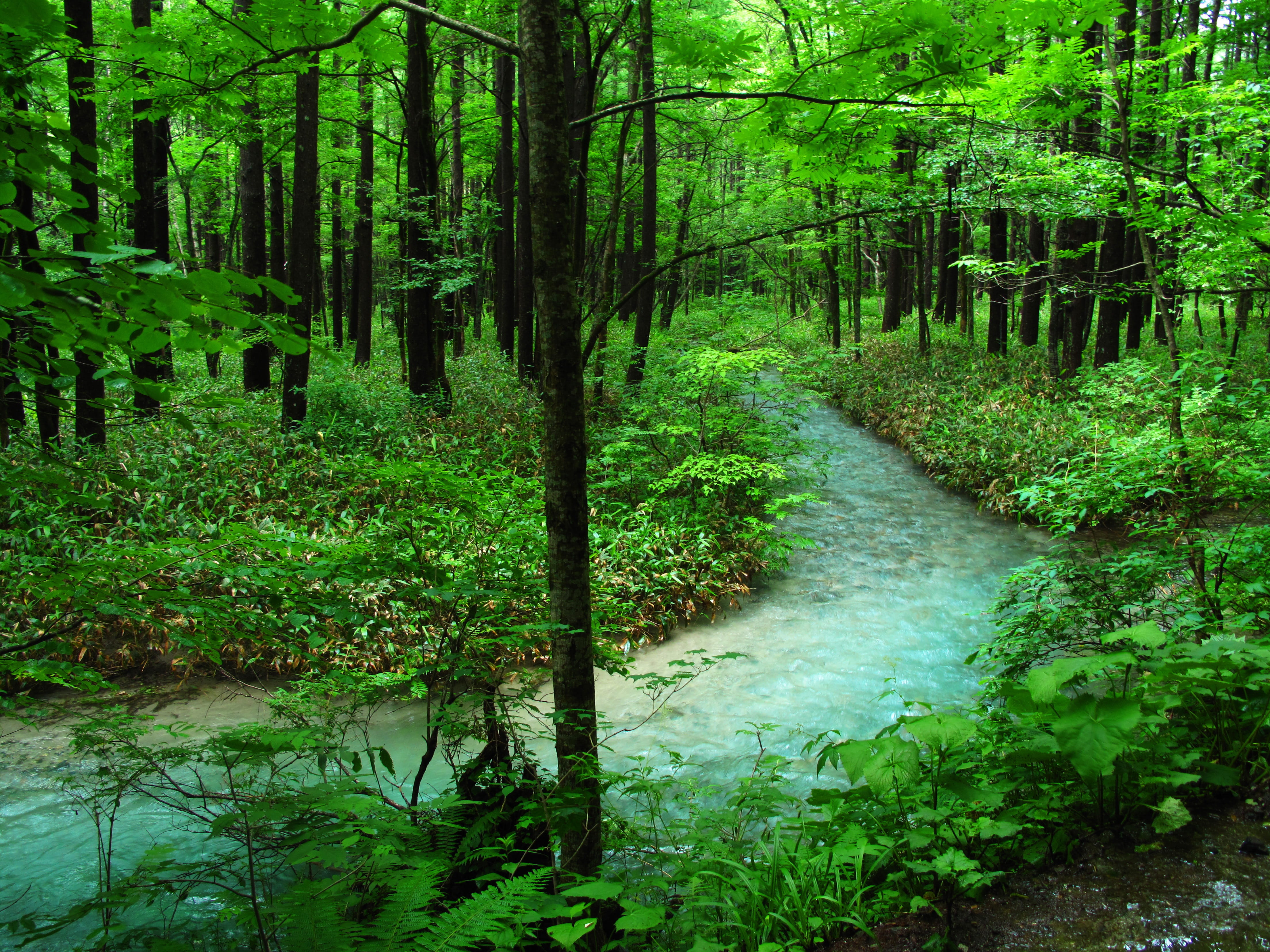 day, foliage, Woods, natural, downloading, growth, scenics - nature, green color, forest, comfort, plant, woodland, 4K, scenics, stream - flowing water, HD Wallpaper