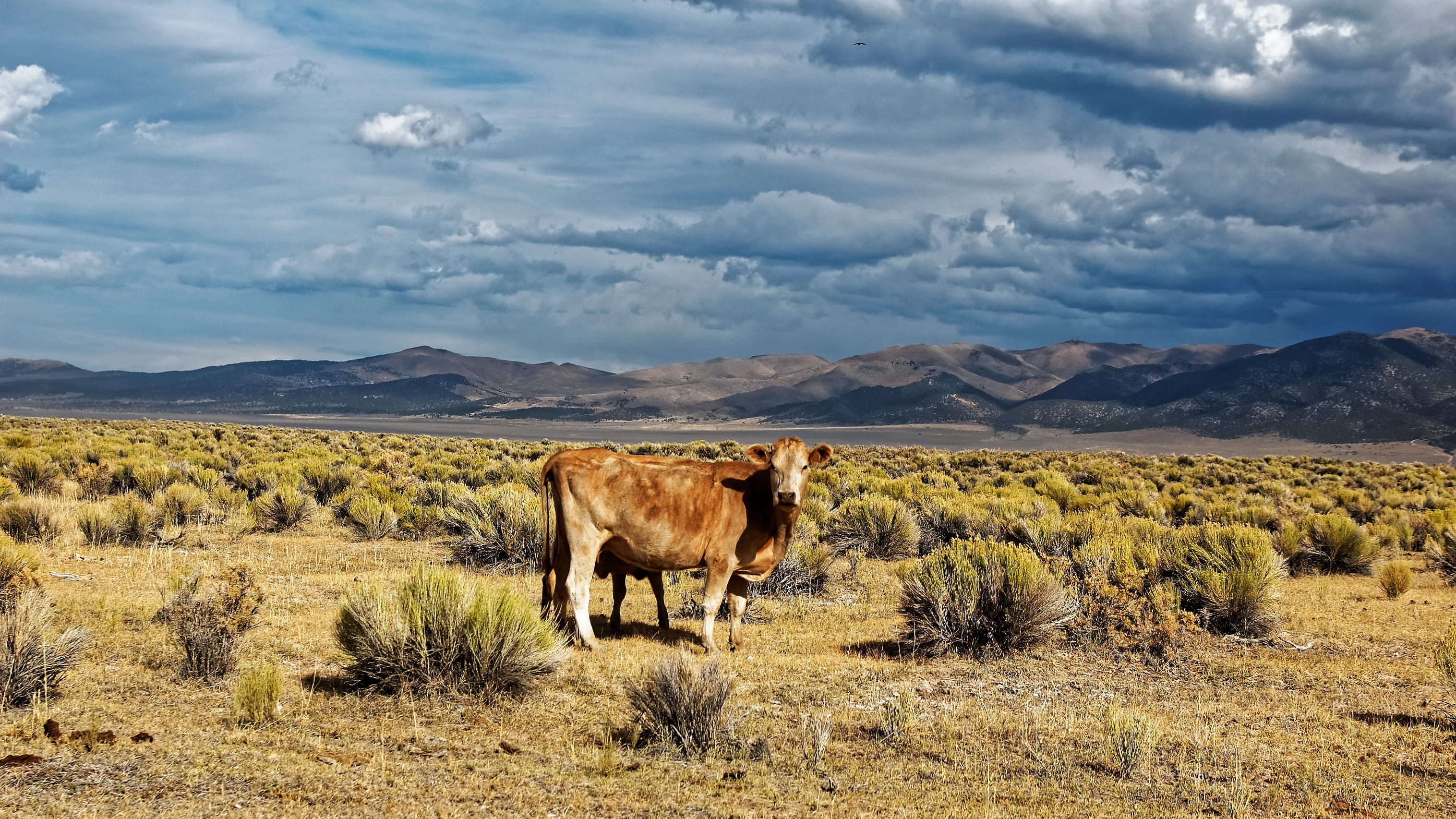 day, land, clouds, cloud - sky, nevada, field, sky, domestic, nature, plant, environment, ione, animal themes, scenics - nature, blue, livestock, usa, landscape, HD Wallpaper