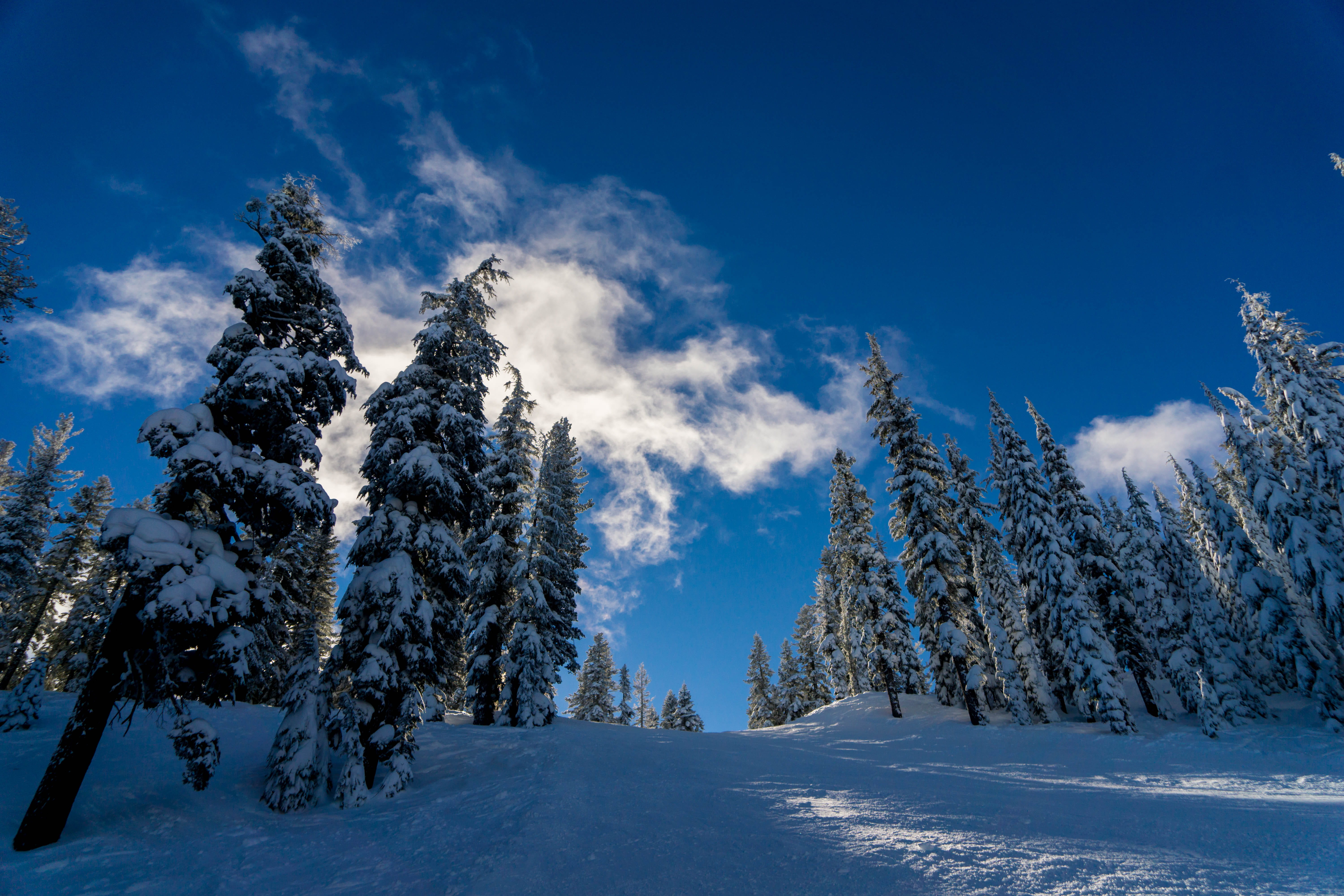 sky, tranquility, snowy, blue, forest, day, landscape, tree, snow, white color, environment, cold temperature, scenics - nature, united states, northstar-at-tahoe, HD Wallpaper