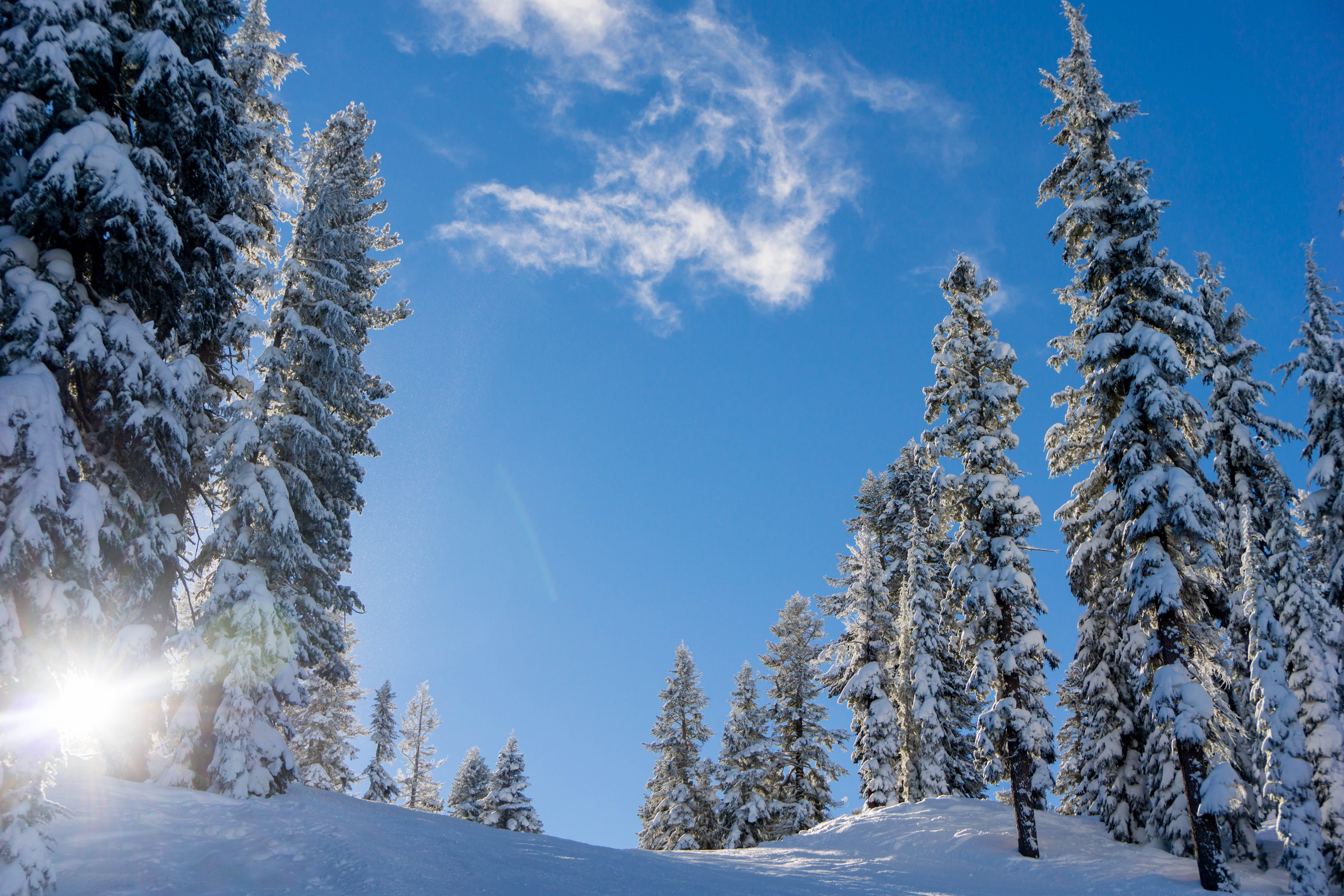 sun, plant, beauty in nature, sky, no people, tranquility, trees, truckee, northstar-at-tahoe, 5K, forest, cold temperature, snow, winter, non-urban scene, HD Wallpaper