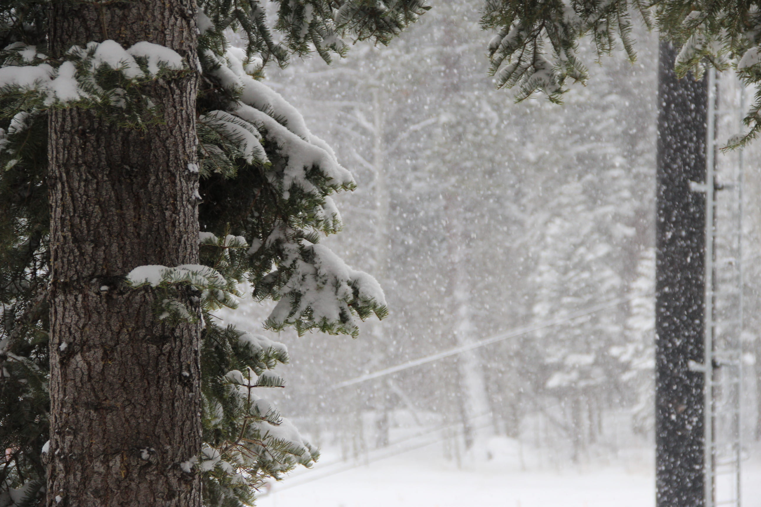 nature, snowing, tree trunk, forest, trunk, land, no people, tree, frozen, coniferous tree, growth, bark, tranquility, day, outdoors, united states, focus on foreground, HD Wallpaper