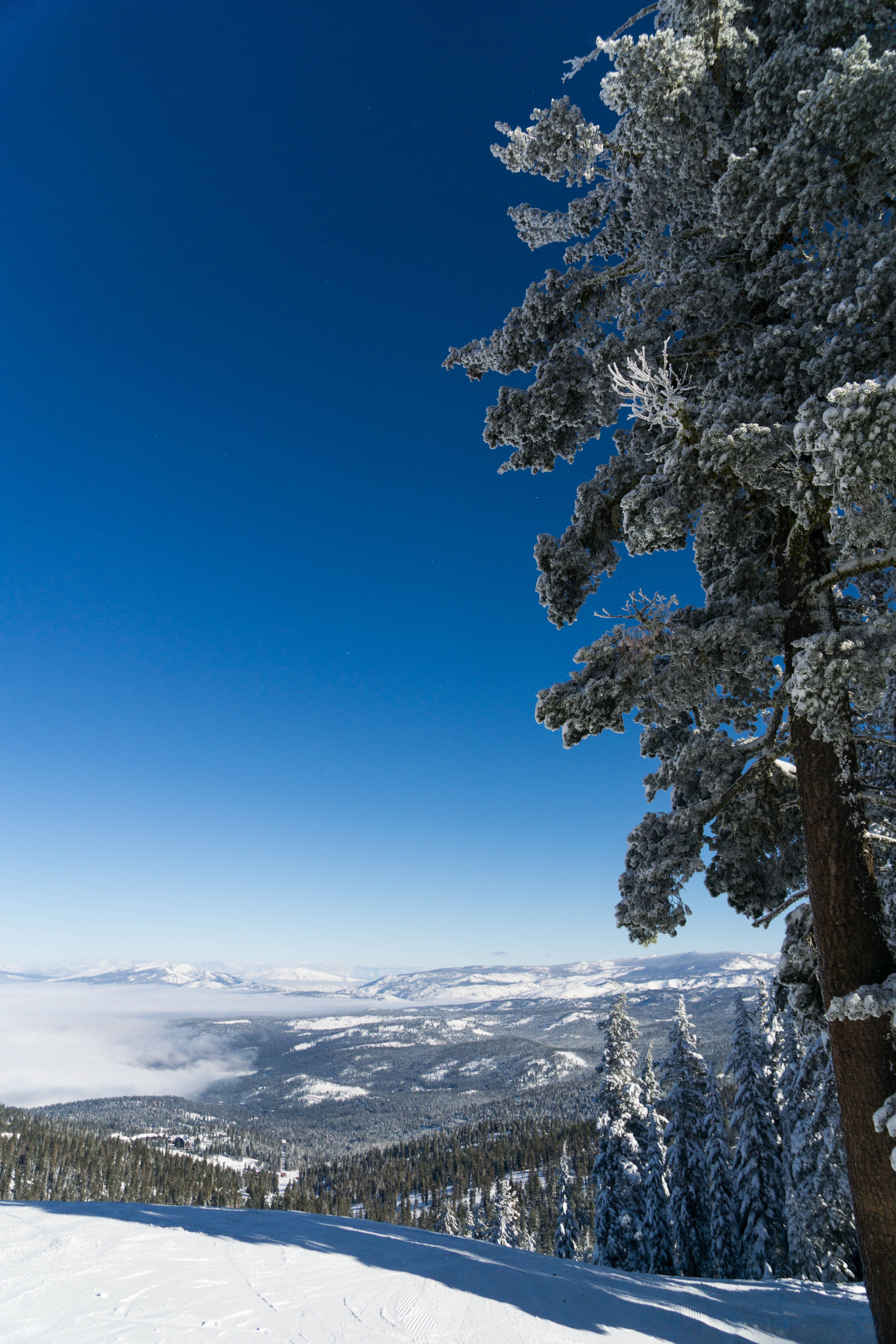 tranquil scene, mountain, winter, snowcapped mountain, tree, truckee, no people, trees, covering, cold temperature, nature, northstar, plant, scenics - nature, Phone HD Wallpaper
