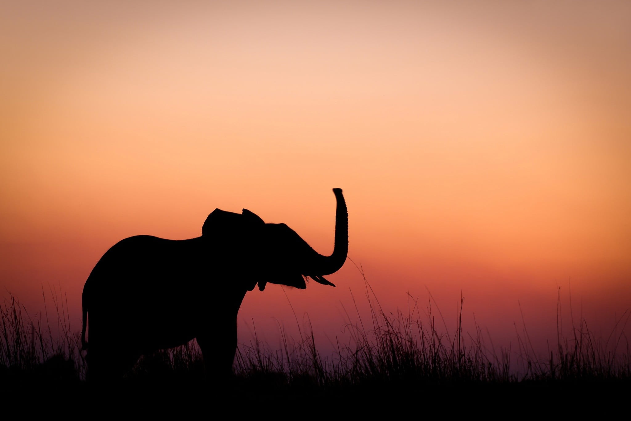 1080P, silhouette, white, elephant, sky, mammals, batman, outdoors, herbivorous, nature, logo, domestic, no people, sunset, one animal, livestock, black, HD Wallpaper