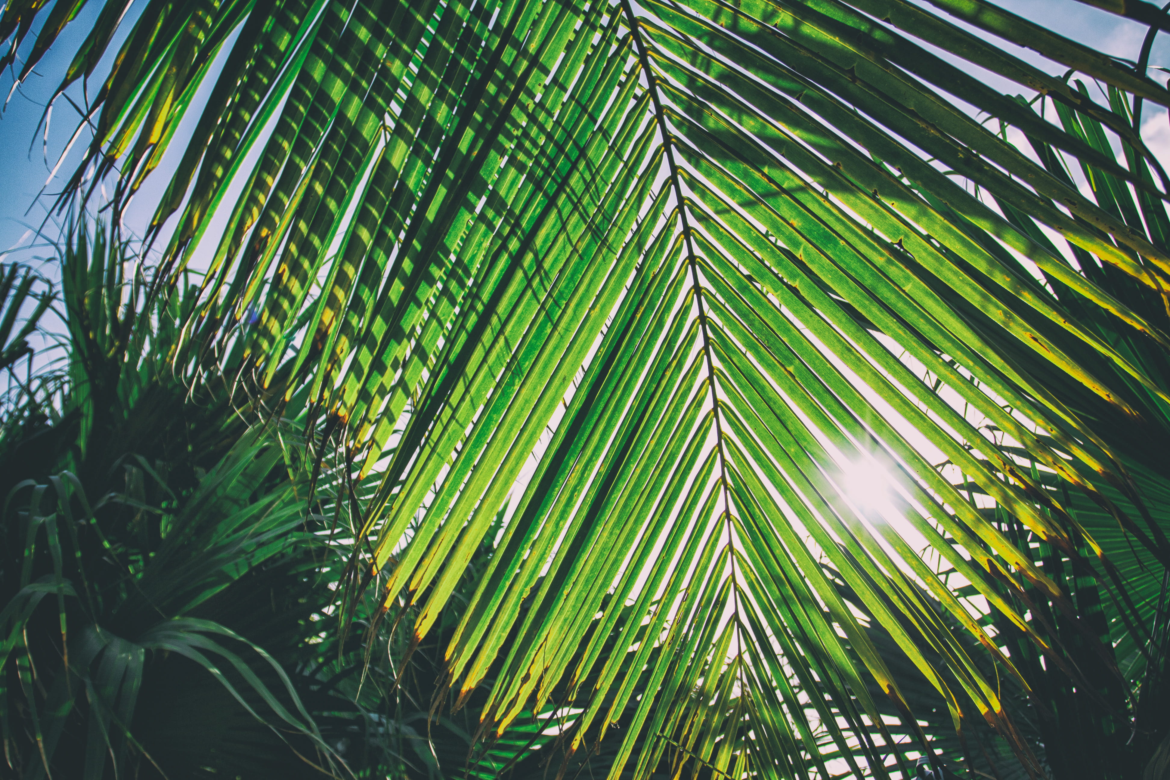 palm Tree, holidays, plant part, sunlight, frond, bamboo - plant, lush Foliage, nature, rainforest, vacation, natural, tropical Climate, outdoors, tropical Rainforest, HD Wallpaper