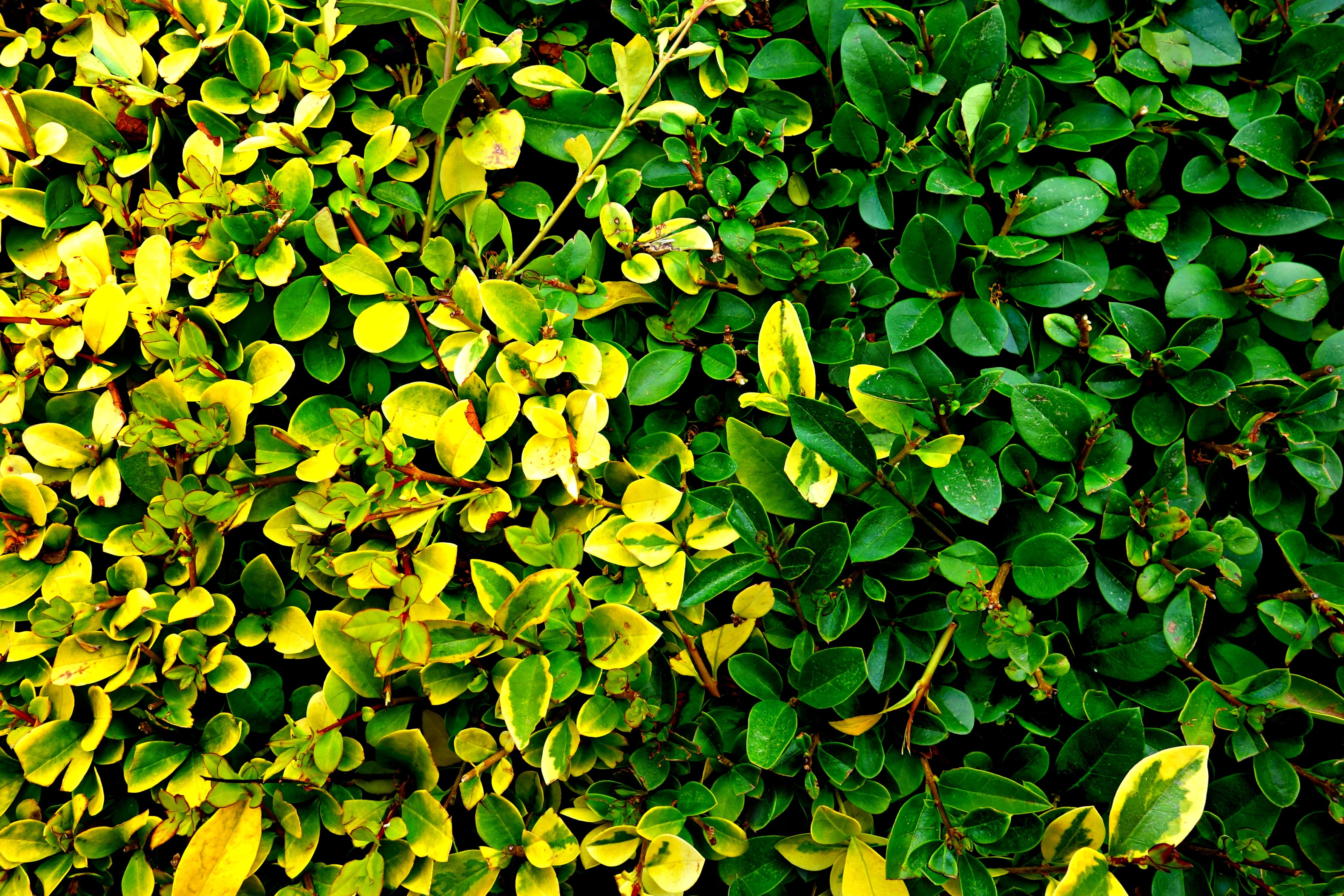 green leaf, foliage, shape, no people, hedge, freshness, leaves, pattern, plant part, clover, close, high angle view, tranquility, lush foliage, green, HD Wallpaper
