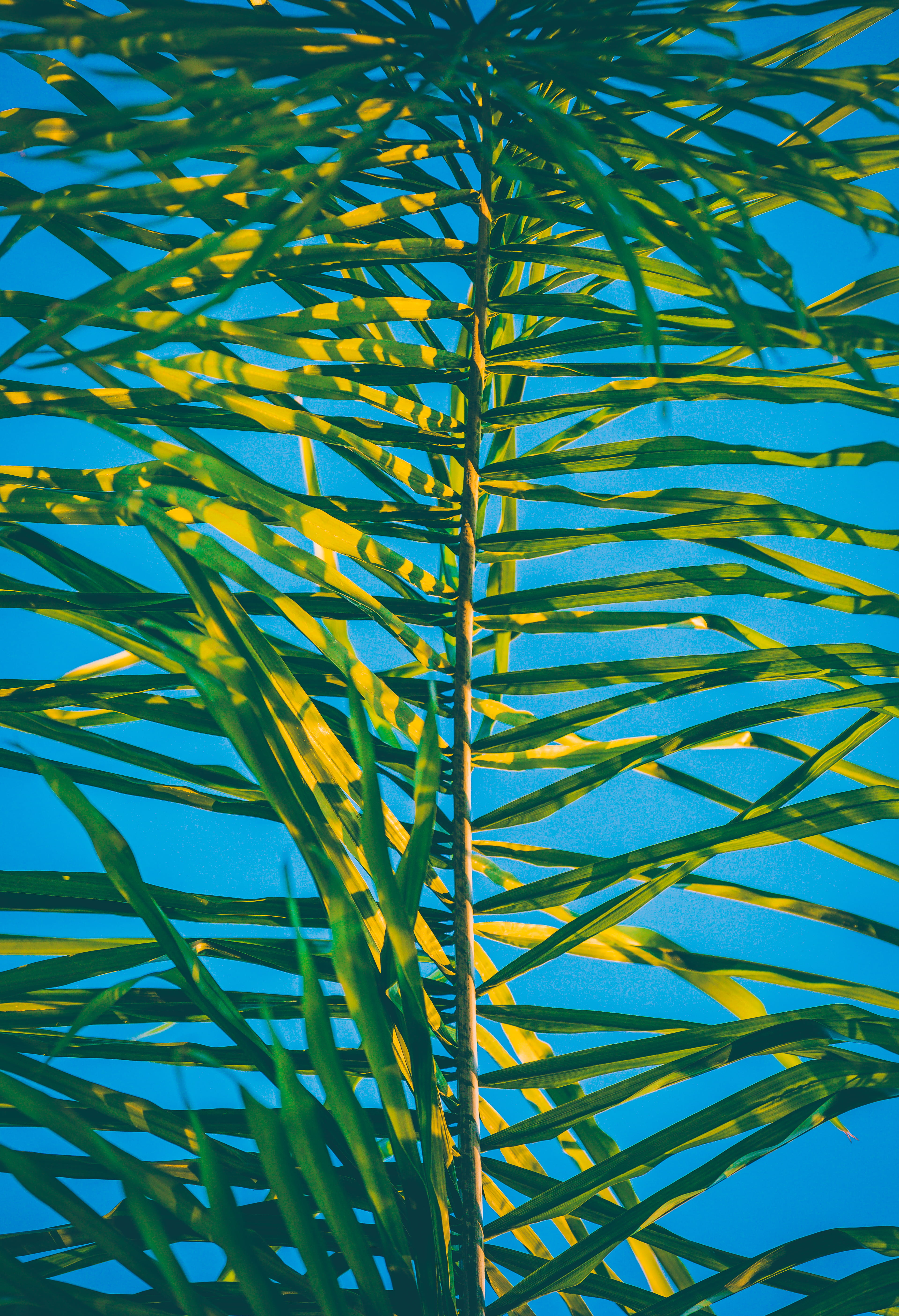 tropical Climate, lush Foliage, palm, outdoors, pattern, backgrounds, green Color, focus, full frame, tree, no people, palm leaf, day, green, low angle view, Phone HD Wallpaper