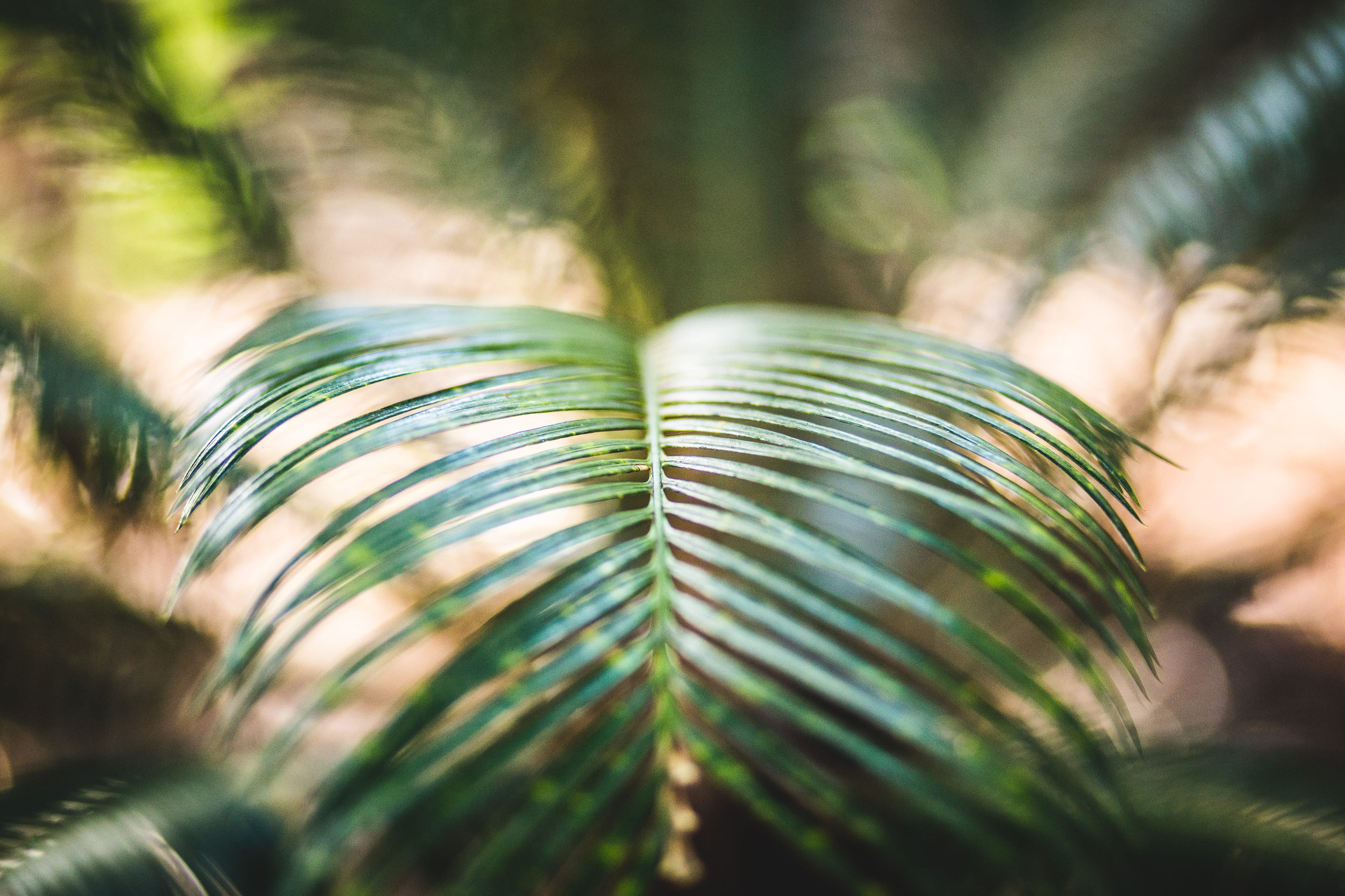 sunlight, palm Tree, day, fern, growth, tilt, nature, summer, palm leaf, plant part, photography, plan, green, macro, rainforest, sago, no people, focus on foreground, HD Wallpaper