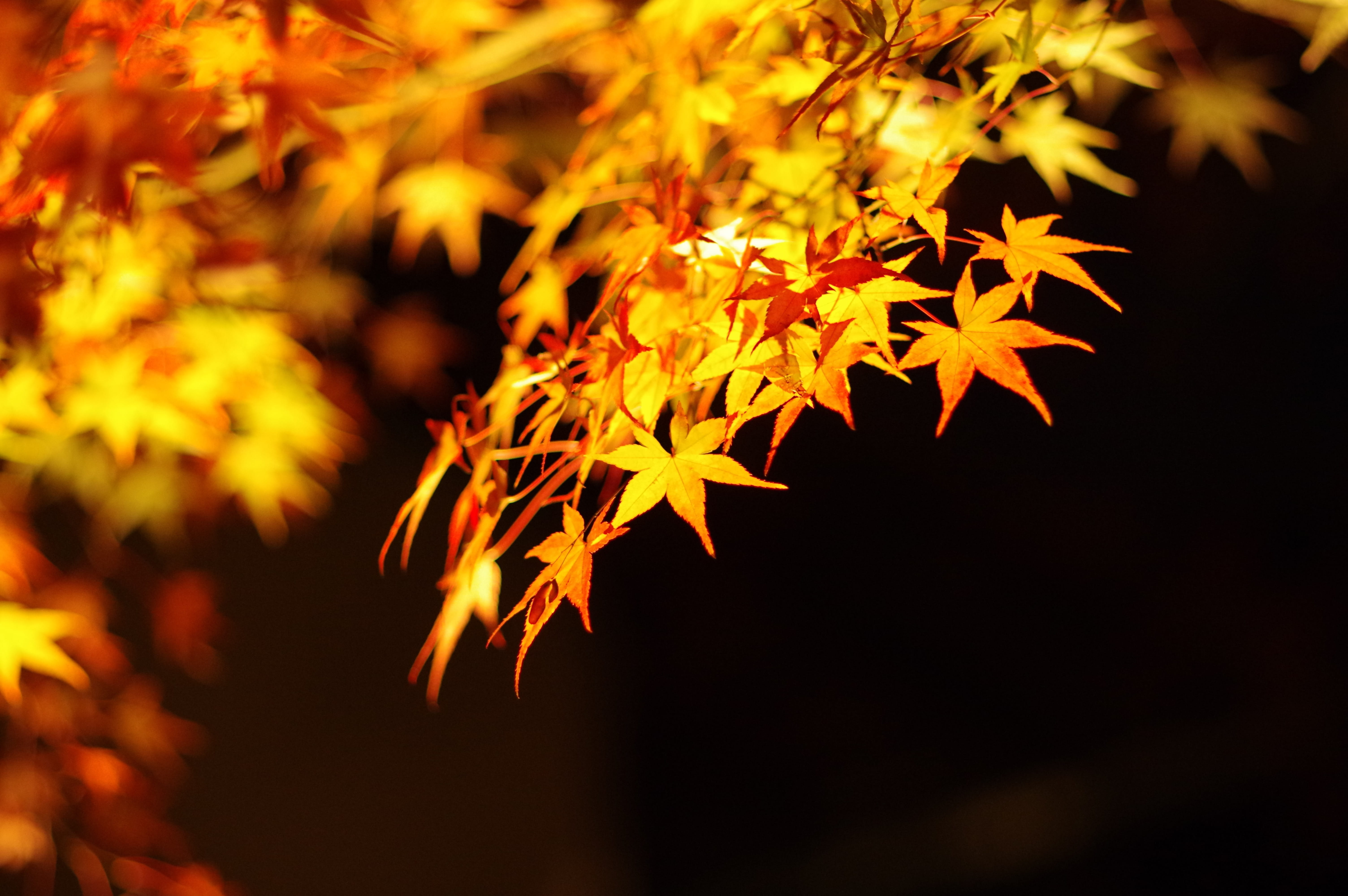 focus, leaf, change, nature, maple leaf, Night, plant part, branch, Maple, black background, light up, maple Tree, shallow, close-up, beauty in nature, HD Wallpaper
