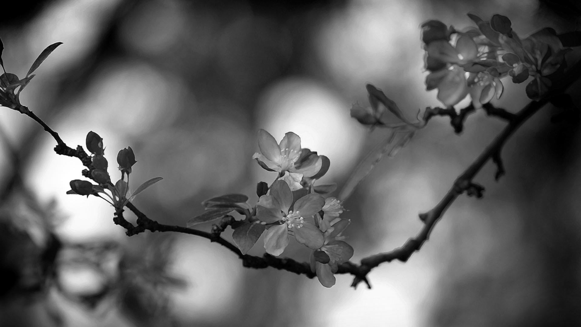 tree, focus on foreground, vulnerability, organic, leaf, fragility, springtime, pattern, leaves, life, fresh, growth, freshness, 1080P, flower head, almond, HD Wallpaper