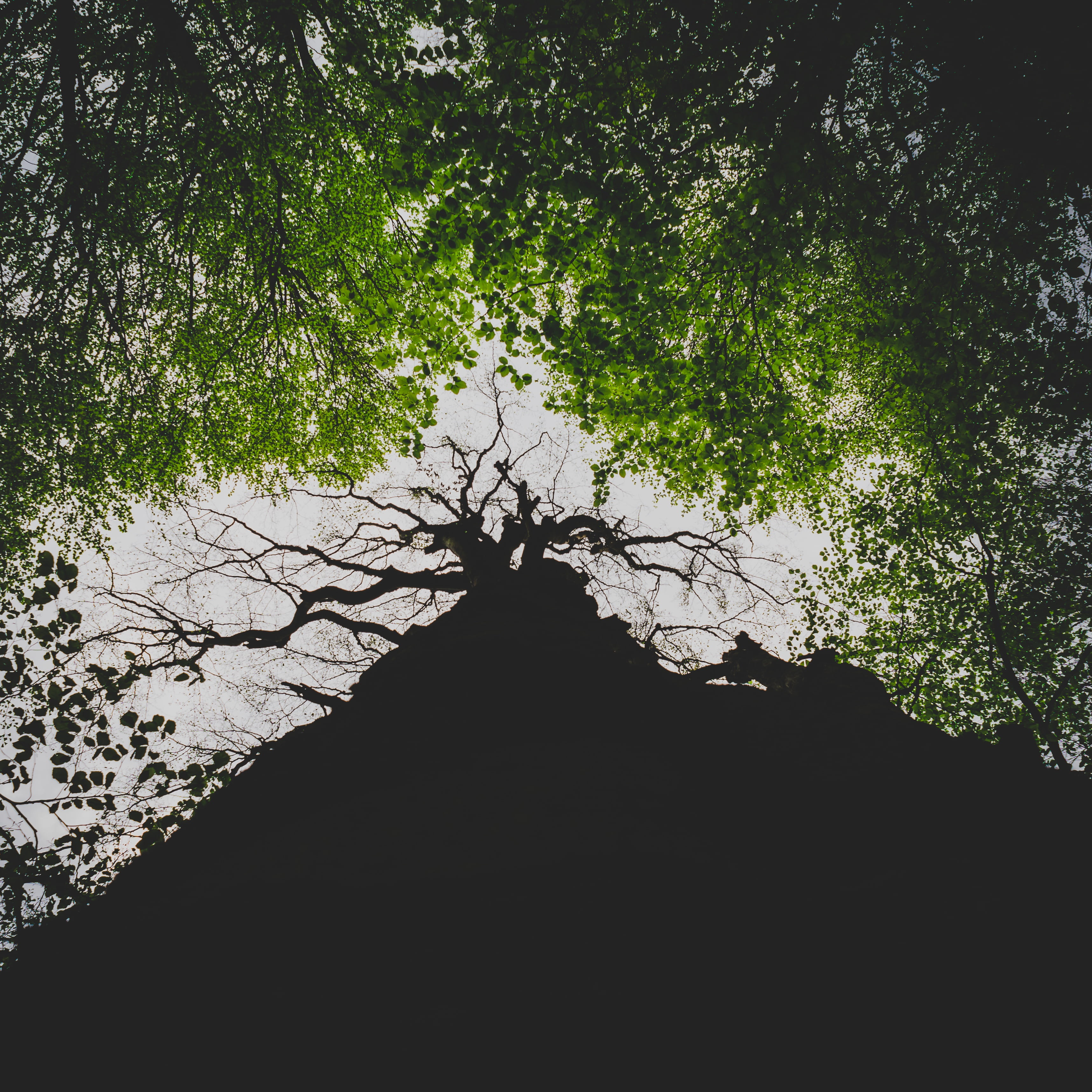 adventure, summer, branch, silhouette, outdoors, exploration, winter, leaf, explore, low angle view, trees, season, plant, beauty in nature, scenics - nature, Phone HD Wallpaper