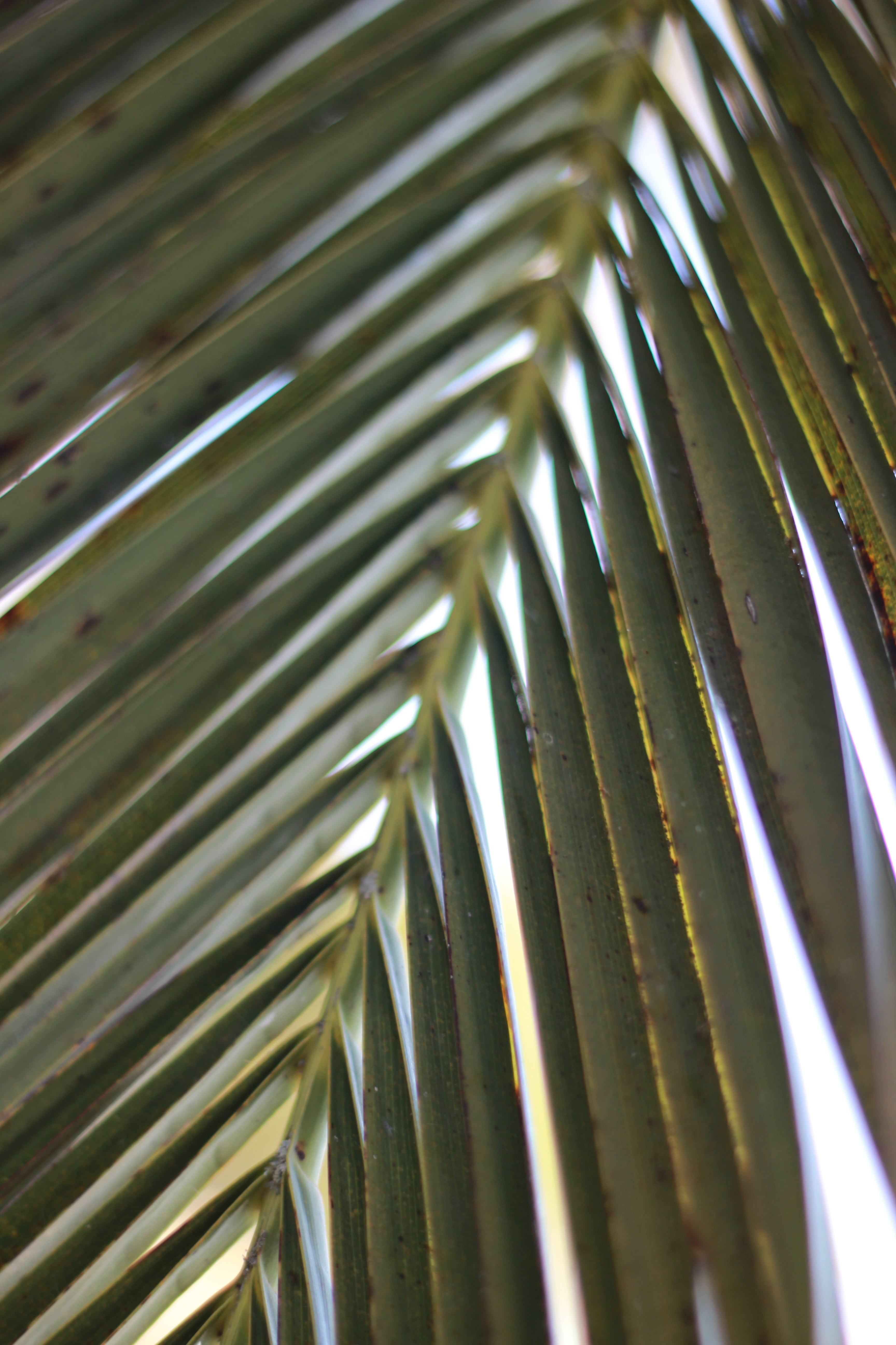 bright, sunlight, outdoors, silver colored, selective focus, sea, branch, frond, tropical, forest, 5K, single, close, plant, metal, flora, summer, plant part, Phone HD Wallpaper