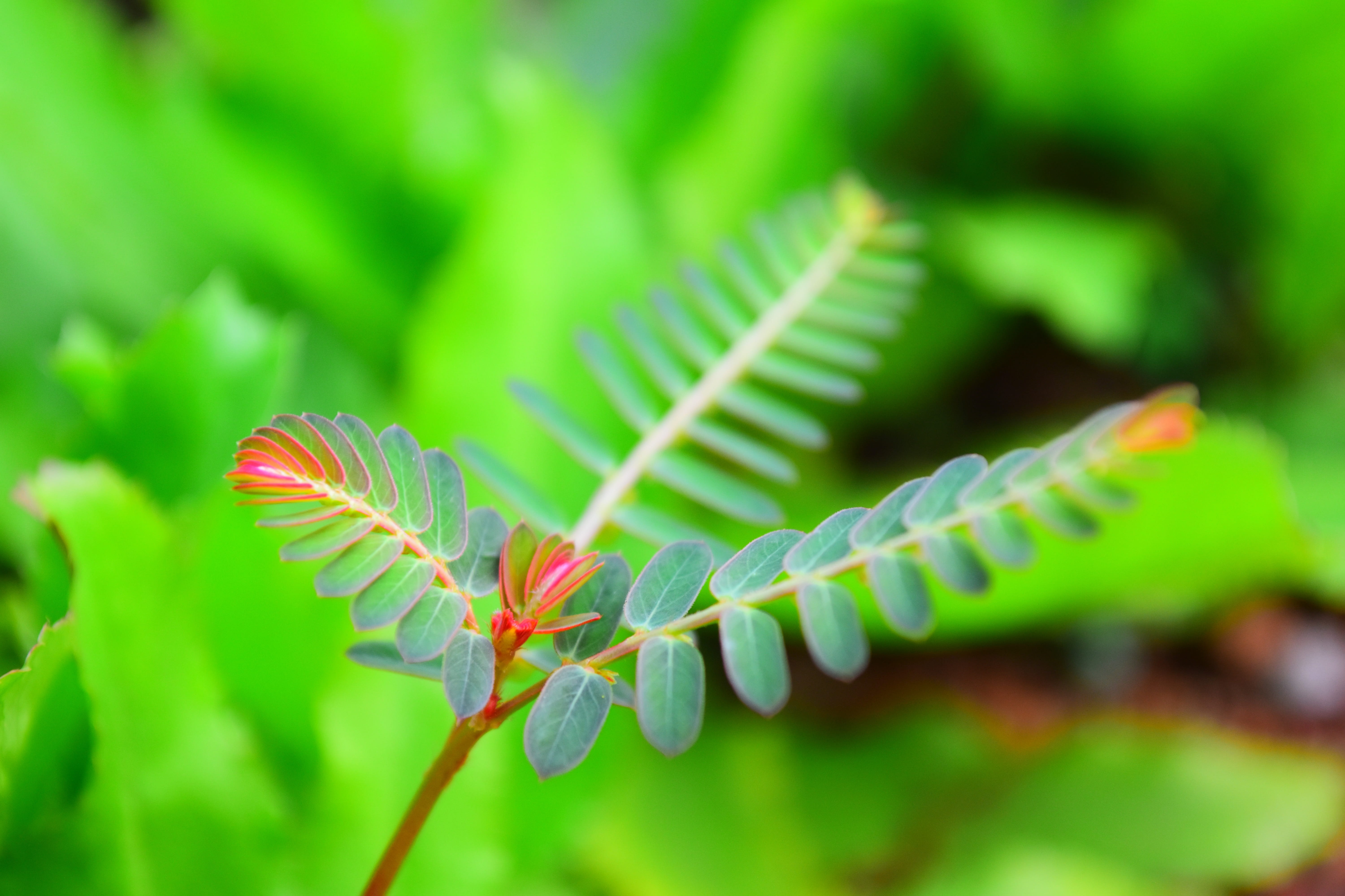 no people, bush, fresh, foliage, worm, growth, macro, grass, animal themes, spring, Leaf, caterpillar, outdoors, natural, beauty in nature, tropical, pattern, HD Wallpaper