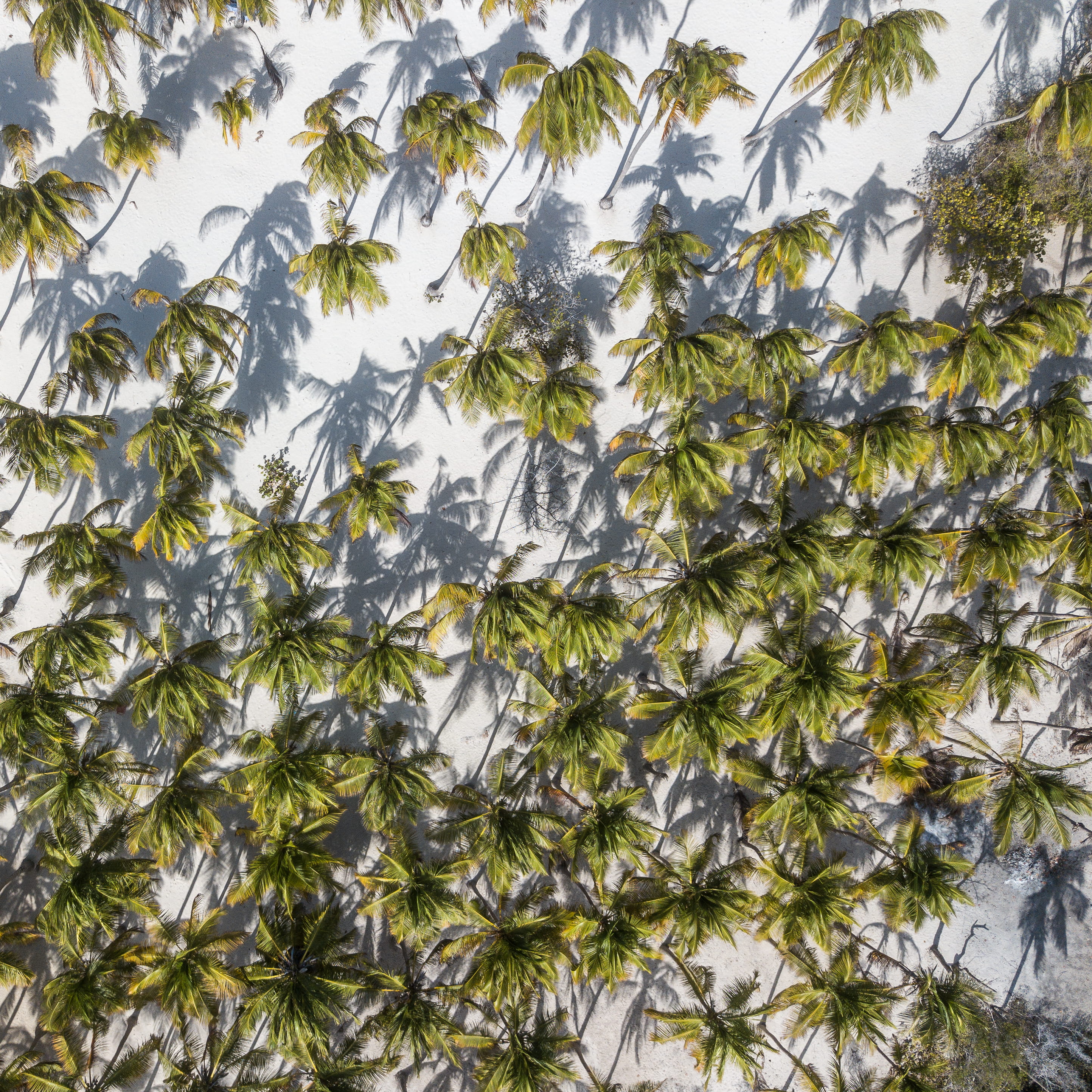 view, outdoors, playa, trees, season, plant, whiet sand, growth, backgrounds, pattern, beach, sky, day, drone view, tree, no People, from above, palm tree, Phone HD Wallpaper