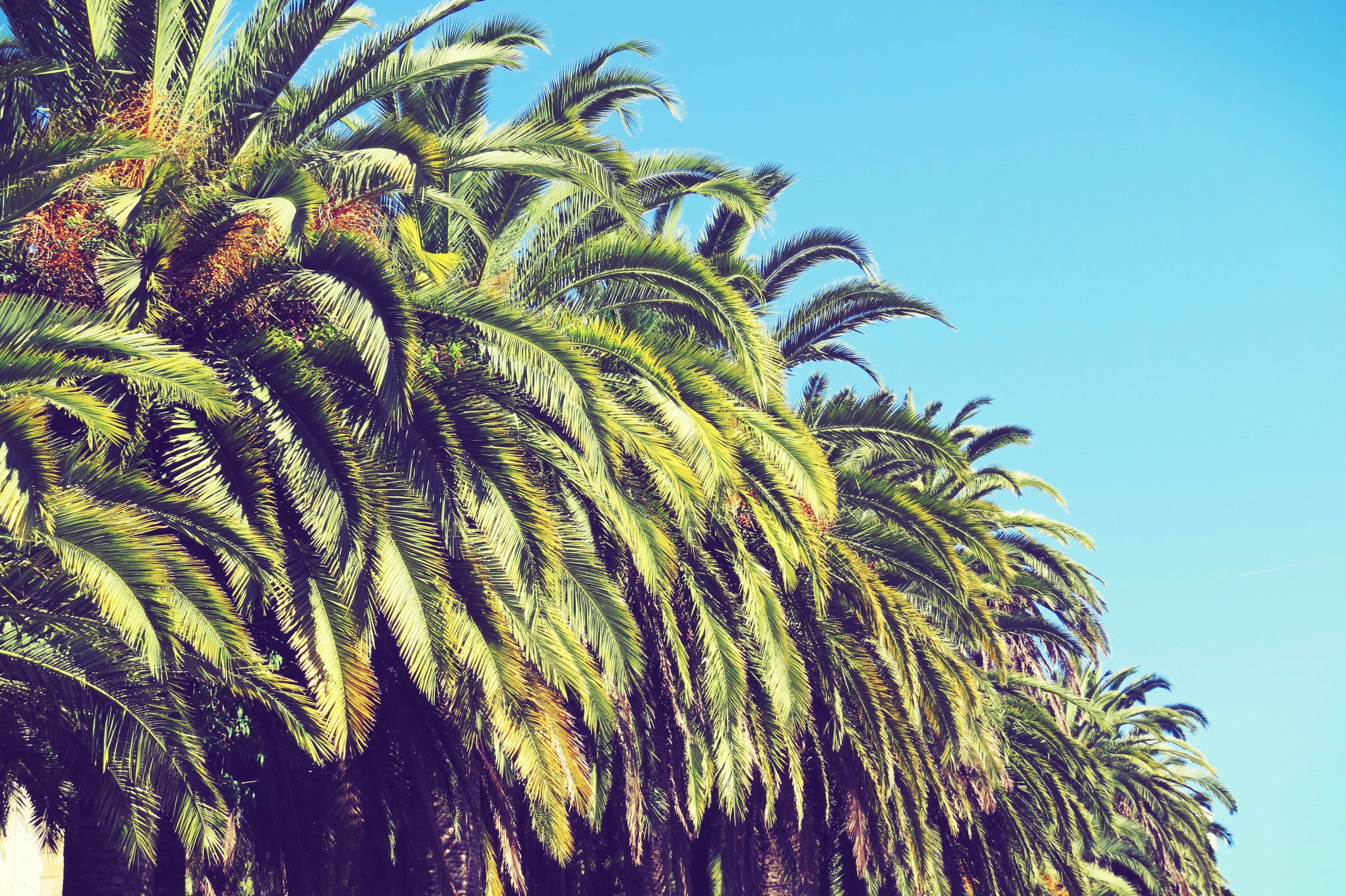 summer, tropical climate, palm tree, tree, plam, growth, no people, low angle view, plant, date palm tree, nature, palm leaf, sunlight, sky, blue, spain, HD Wallpaper