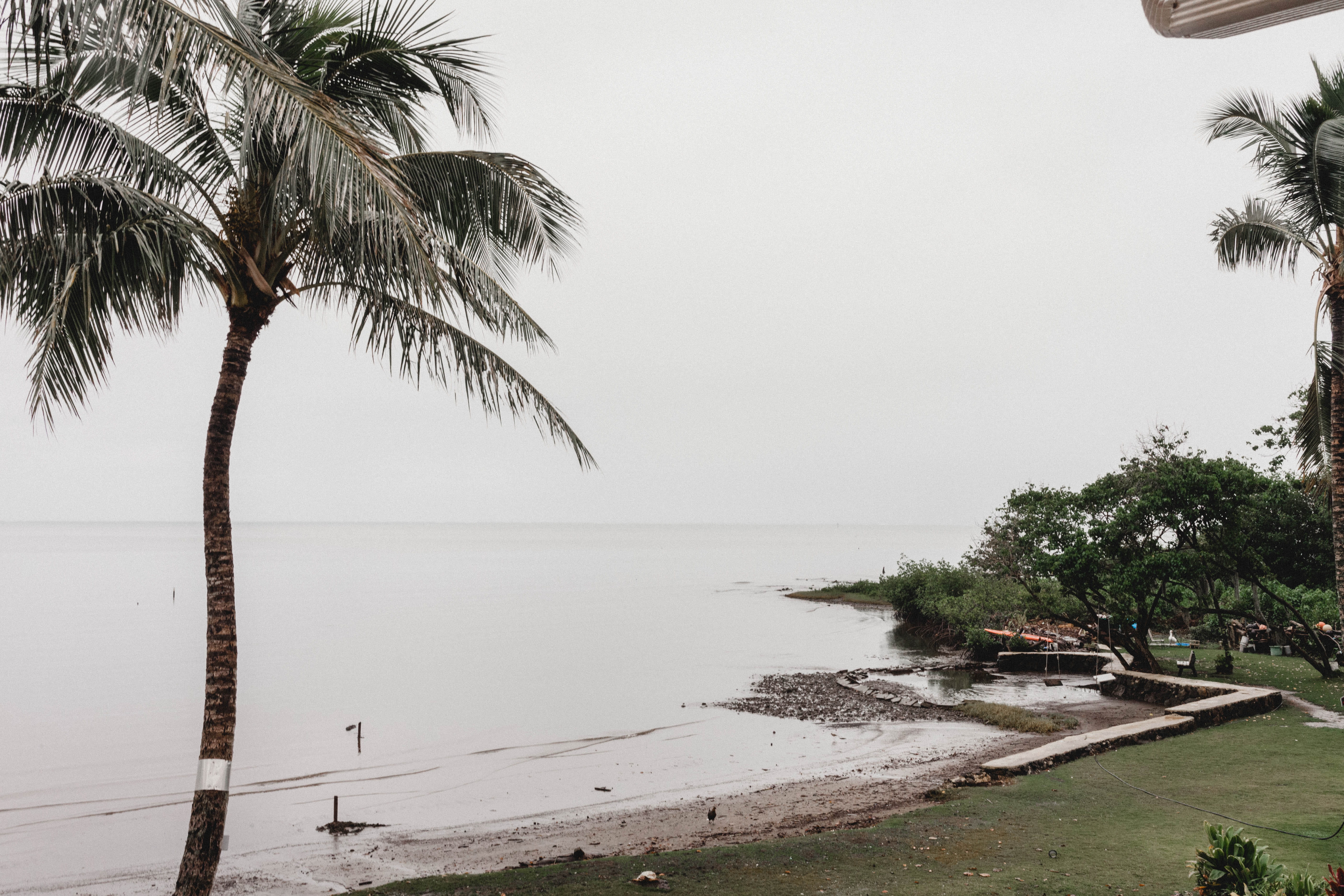 outdoors, tropical, rainy, hawaii, tree, ocean, plam tree, calm, coconut palm tree, beauty in nature, tranquility, kahaluu, sea, scenics - nature, kailua, HD Wallpaper