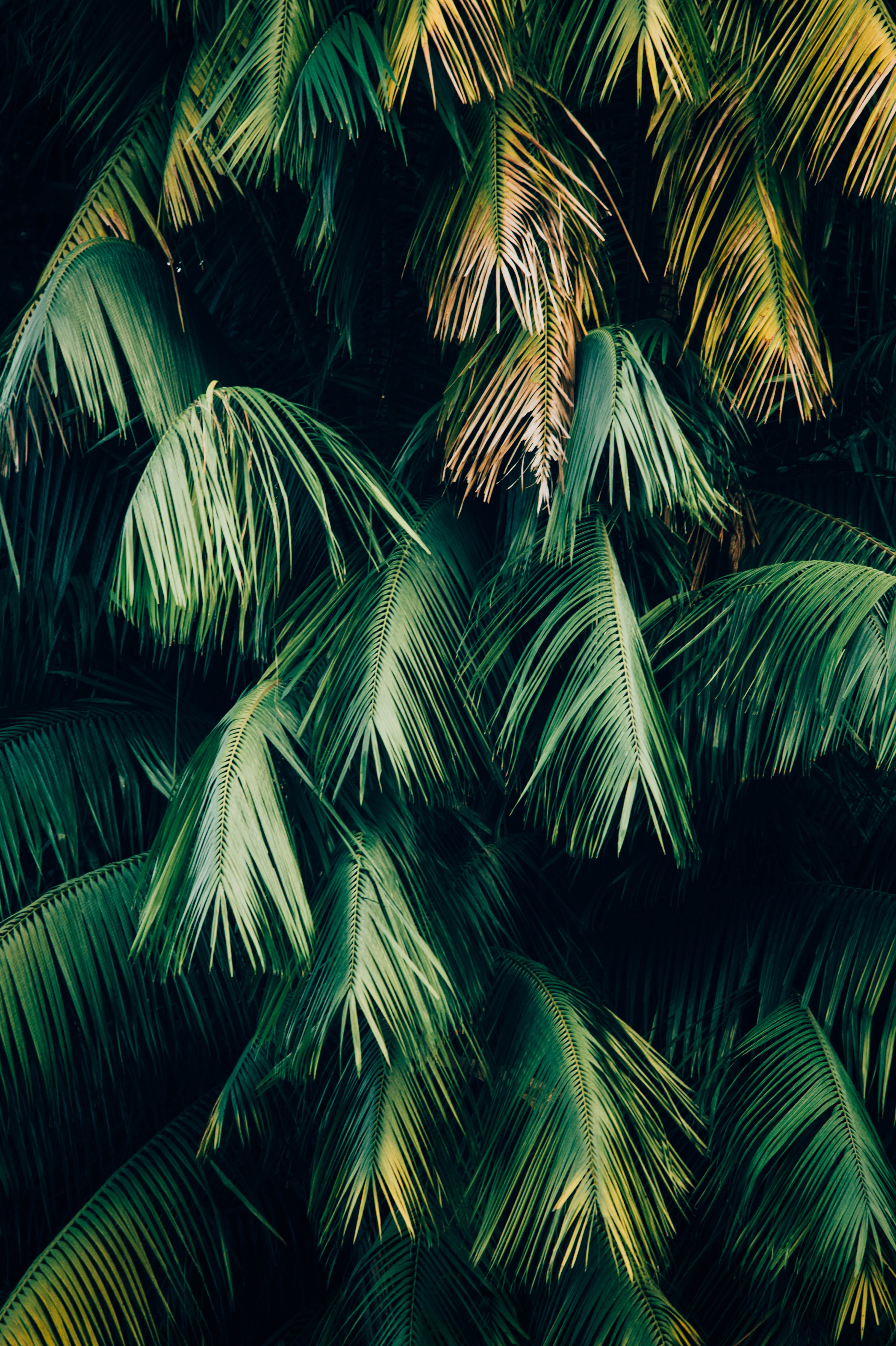 coconut palm tree, outdoors, full frame, plant, bloom, 4K, nature, day, plam leaf, close-up, leafe, green, greenery, tropical climate, leafed, palm leaf, Phone HD Wallpaper