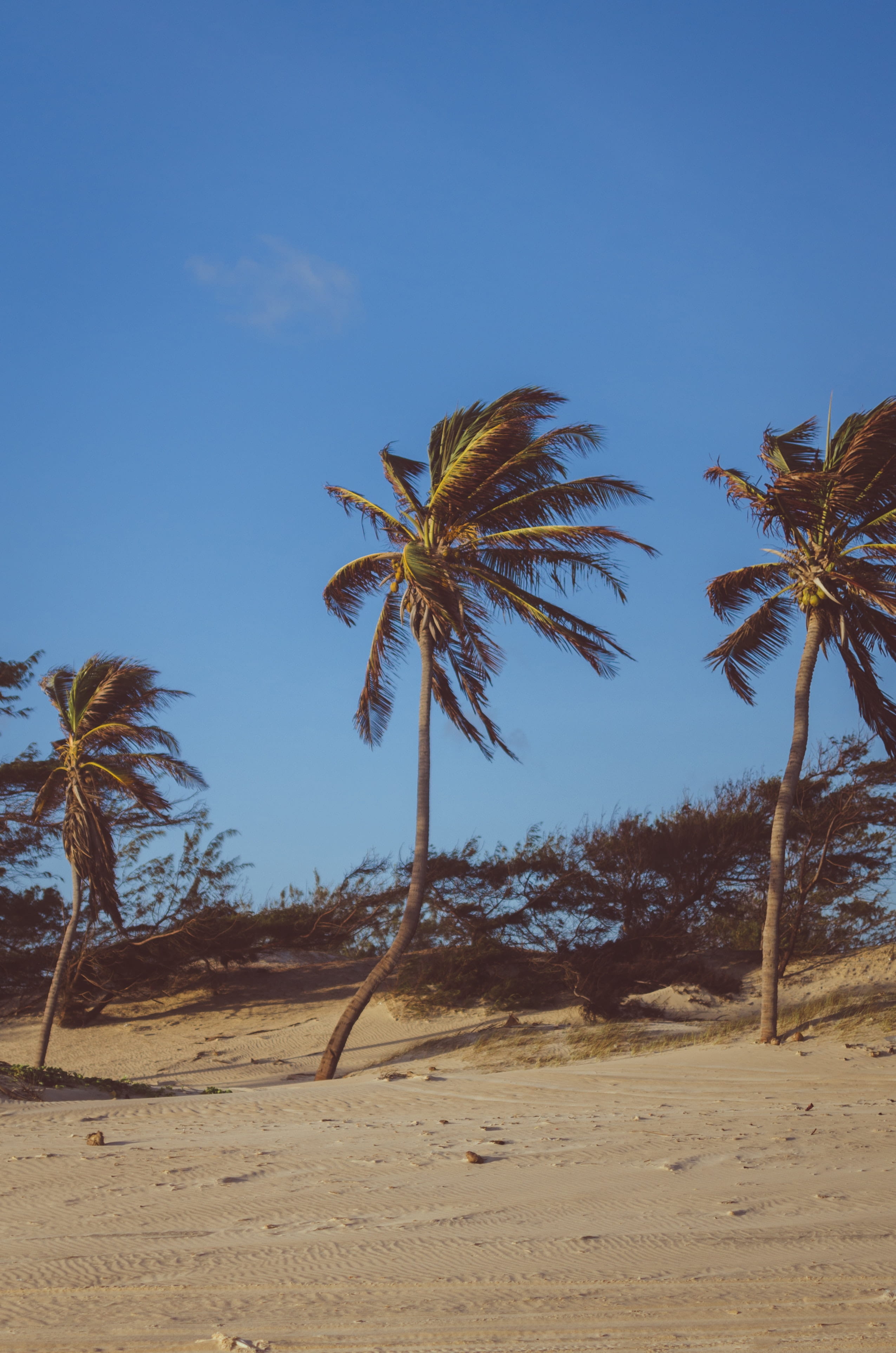 scenics - nature, nature, travel, coconut palm tree, environment, wind, beauty in nature, sky, holiday, tropical climate, bush, outdoors, arid climate, Phone HD Wallpaper