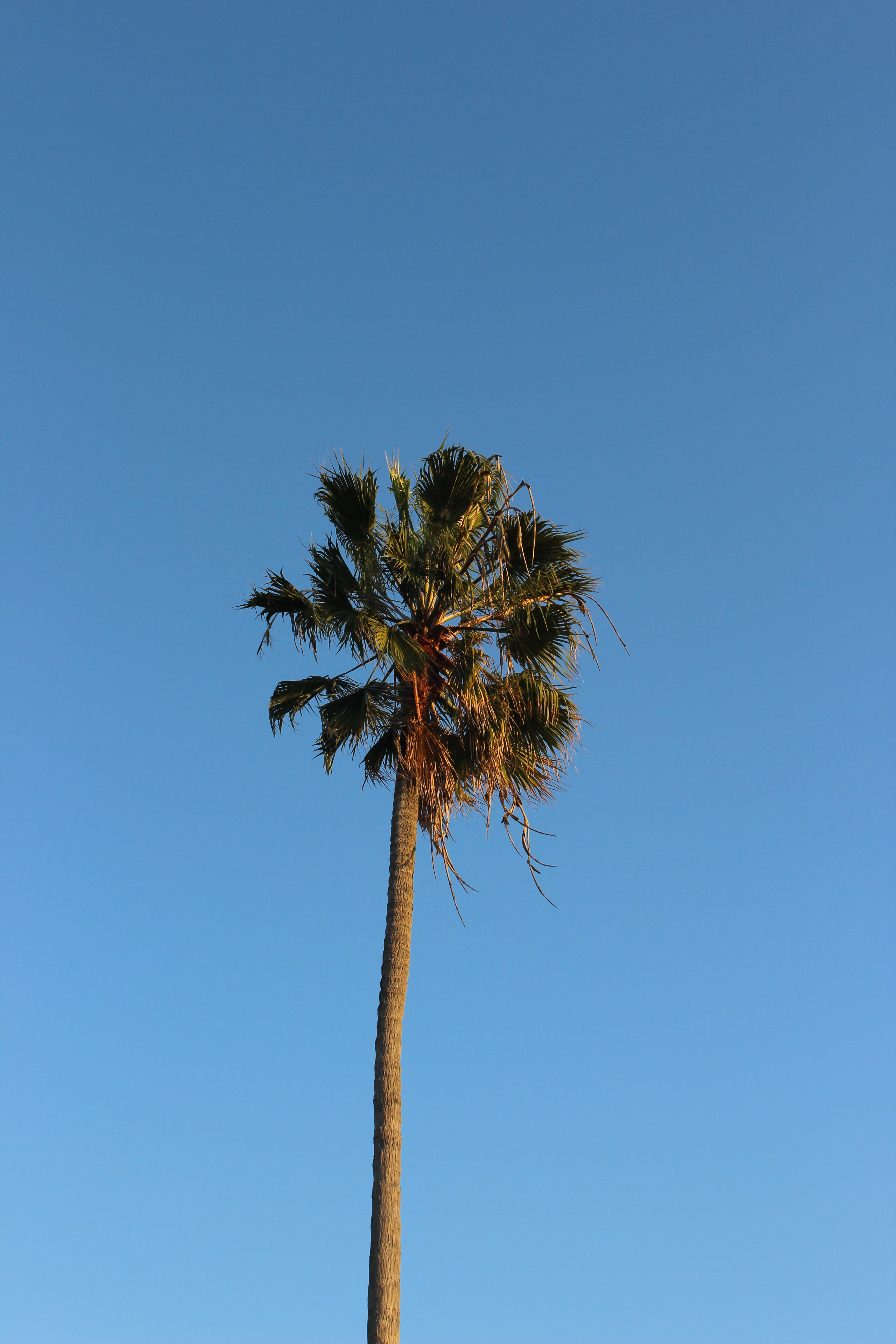 tree trunk, 5K, nature, plant, tree, tropical climate, plam tree, day, clear sky, beauty in nature, blue, growth, palm tree, copy space, outdoors, scenics - nature, Phone HD Wallpaper