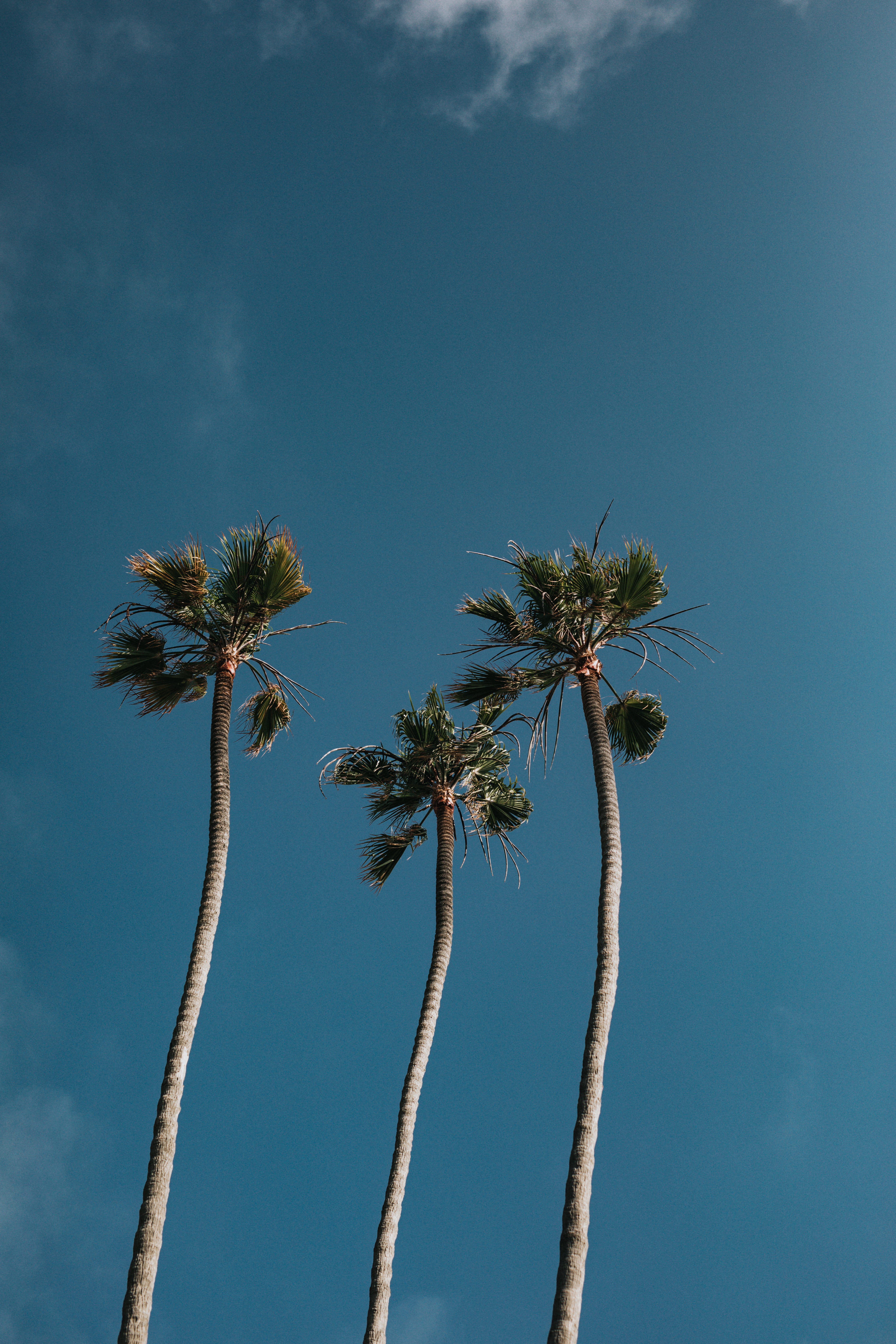 nature, tropical skyline, photography, plam tree, coconut, low, blue, plant, clouds, angle, palm frond, tall - high, blue sky, coconut palm tree, ocean view, Phone HD Wallpaper