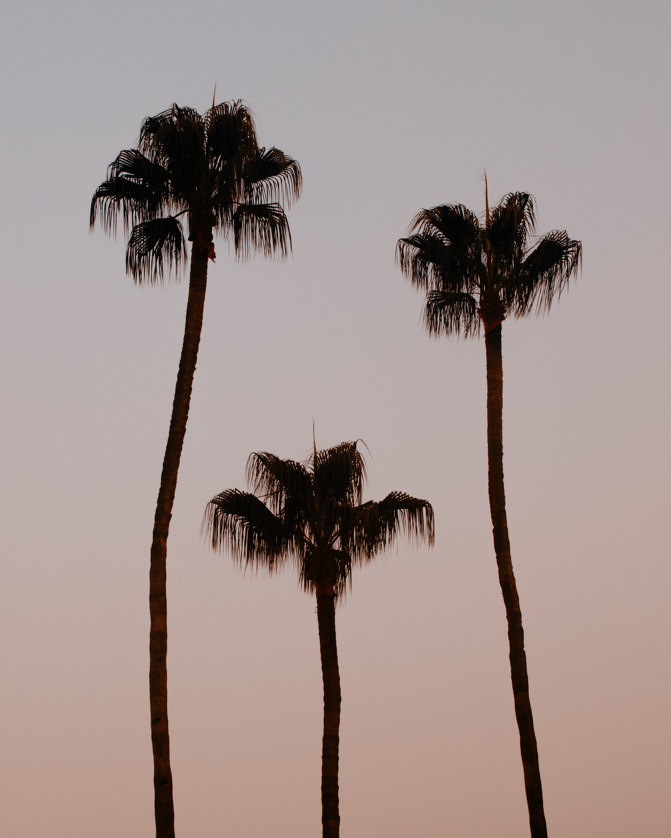 plam tree, sky, coconut palm tree, plant, sunset, tree, minimalist, tree trunk, tropical tree, palm tree, minimalism, clear sky, silhouette, beauty in nature, Phone HD Wallpaper