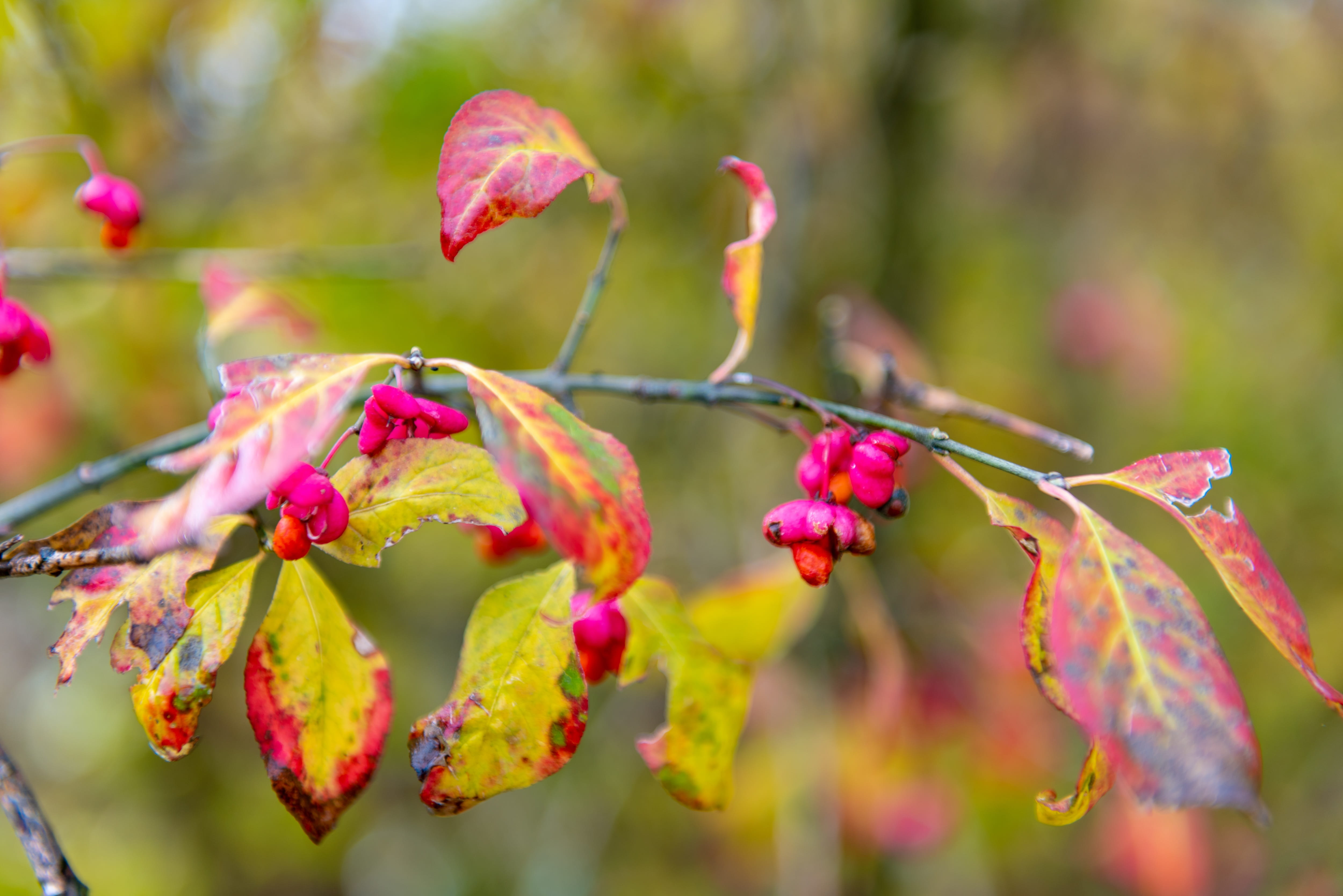 tree, day, close-up, focus on foreground, golden, flowering plant, leaves, freshness, autumn, food, growth, flower, outdoors, 4K, plant, selective focus, HD Wallpaper