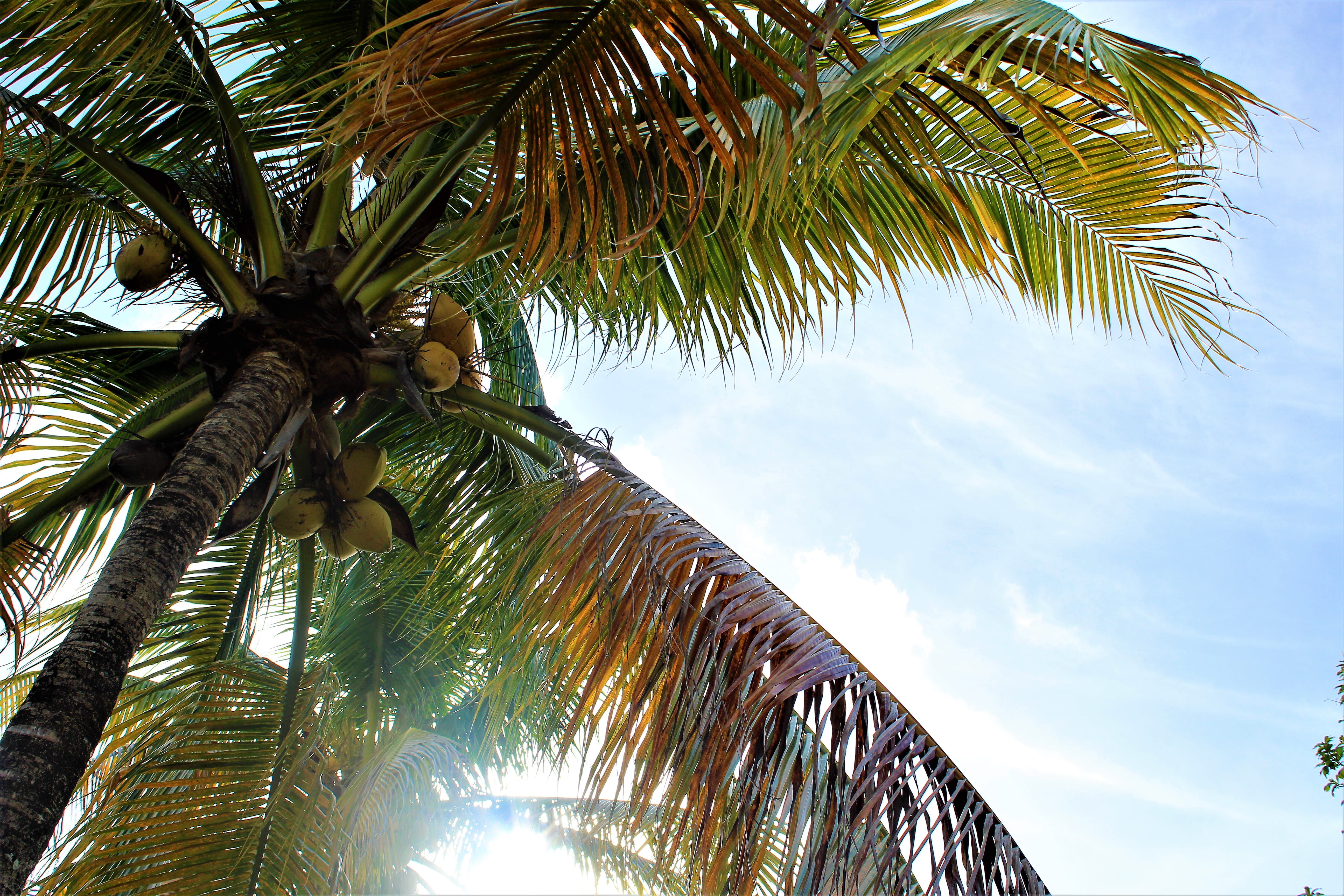 directly below, leaves, travel, low angle view, coconut, growth, day, jungle, cloud - sky, plam, palm leaf, sky, holiday, sunlight, nature, sea, paradises, HD Wallpaper