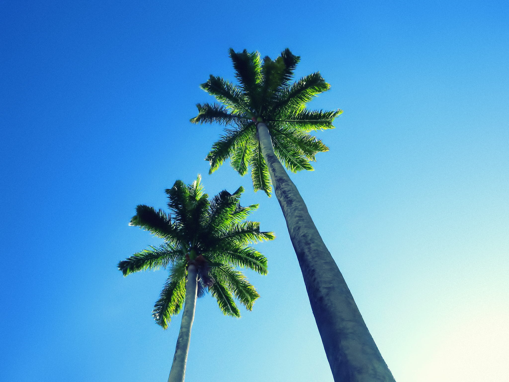 day, sky, palm tree, tree, tropical tree, plant, blue, beauty in nature, new caledonia, low angle view, clear sky, growth, island, royal plam tree, coconut, HD Wallpaper