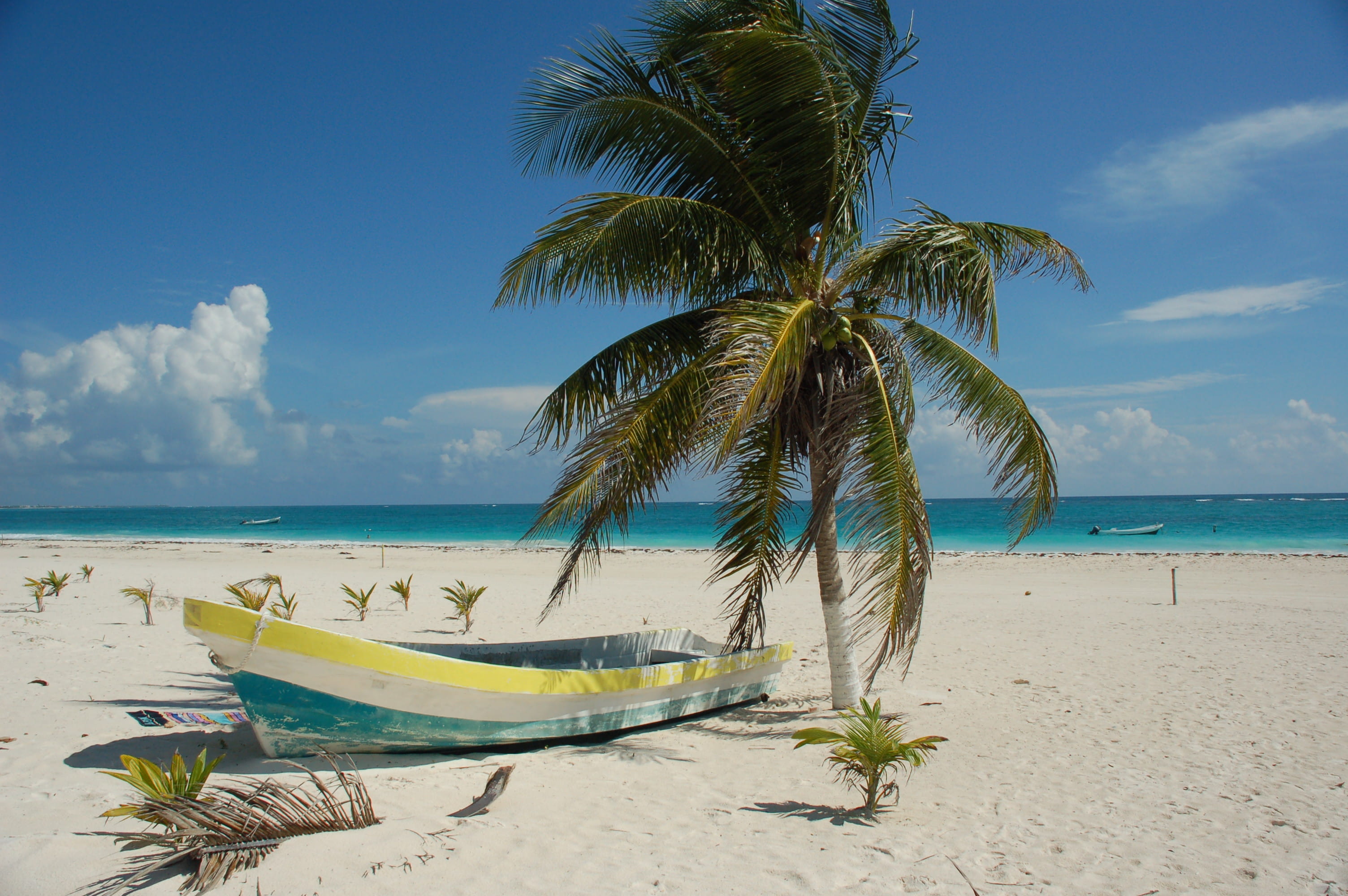 nature, horizon, water, palm leaf, tree, coconut, tranquility, plam tree, boat, tree plam, mexico, coconut palm tree, beauty in nature, coast, soil, ocean, HD Wallpaper