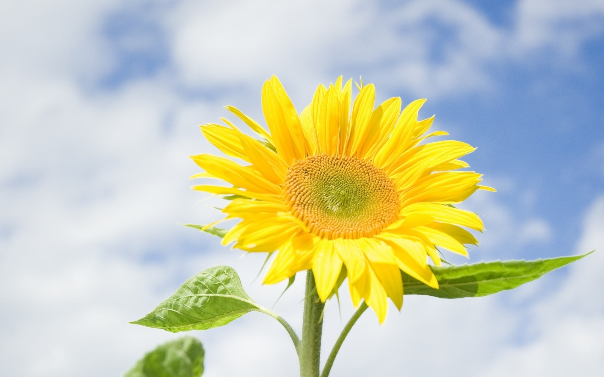 Sky, 1080P, Yellow, Blue, Flowers, Clouds, Sunflower, HD Wallpaper